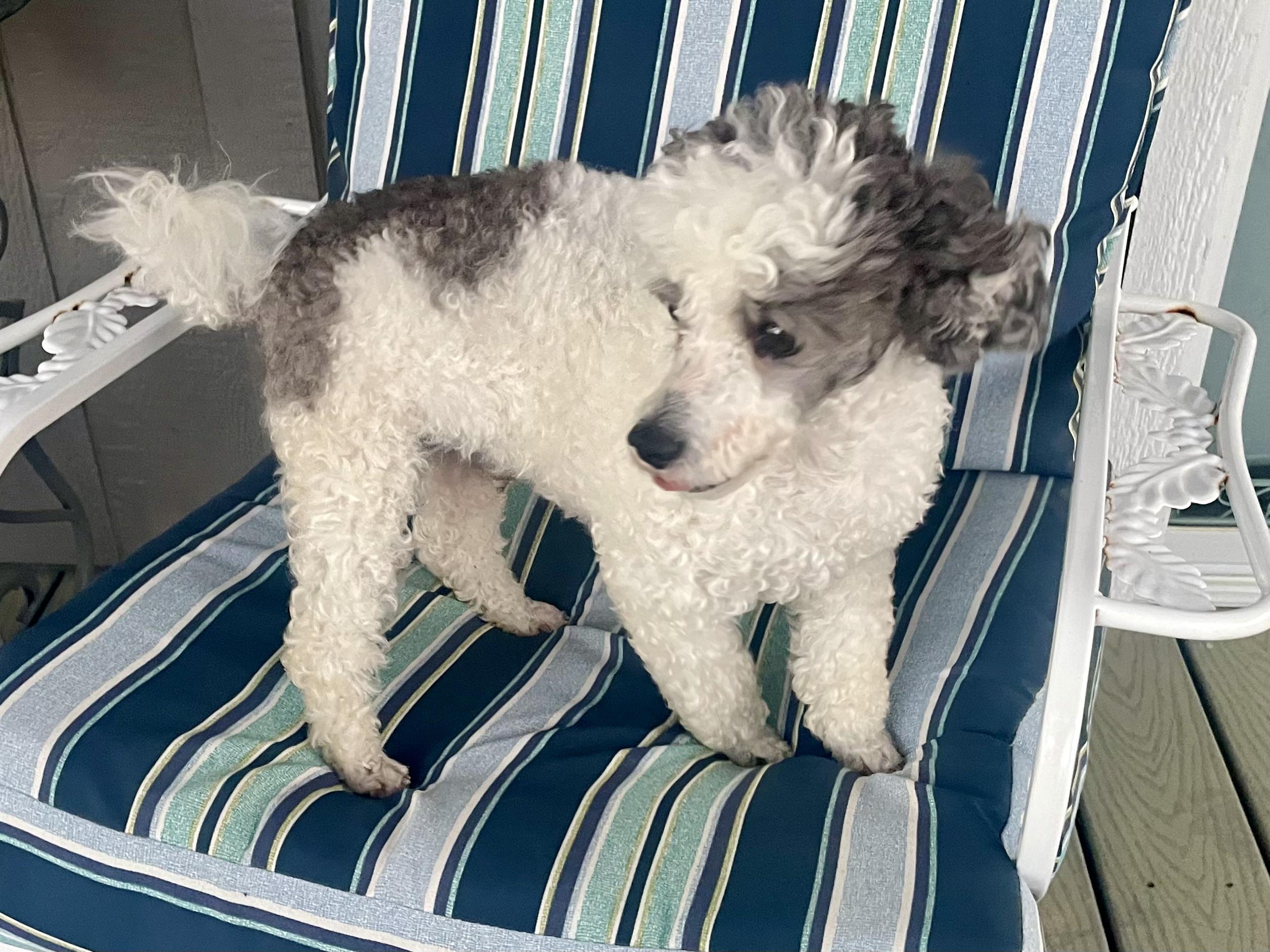 Enlarge Buddy in Texarkana TX, a ADOPTABLE Miniature Poodle in Texarkana, TX image 6/6