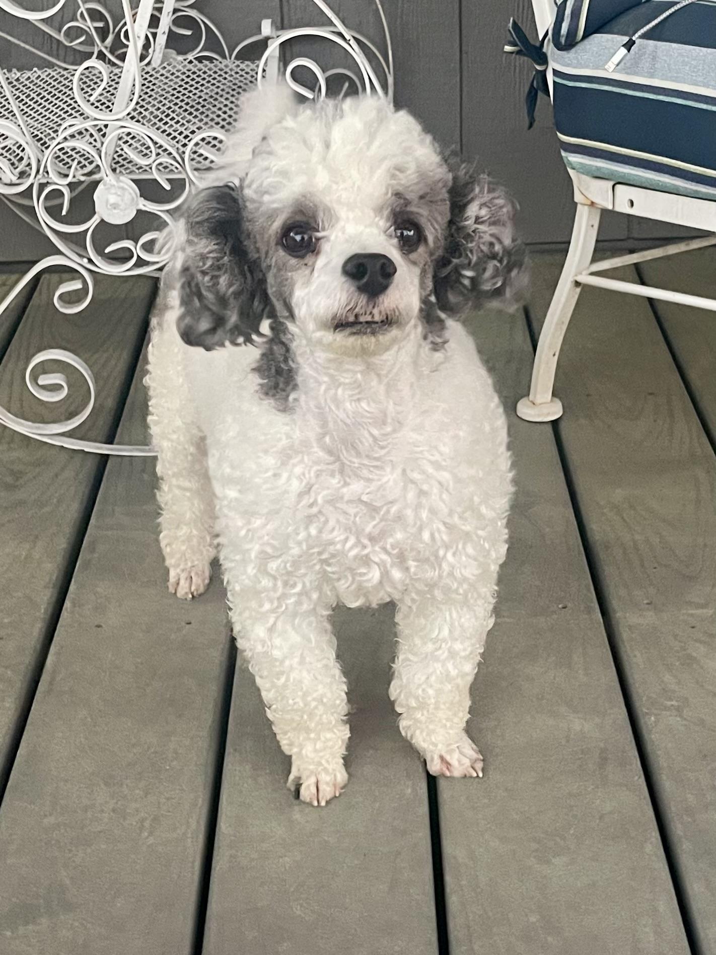 Enlarge Buddy in Texarkana TX, a ADOPTABLE Miniature Poodle in Texarkana, TX image 3/6