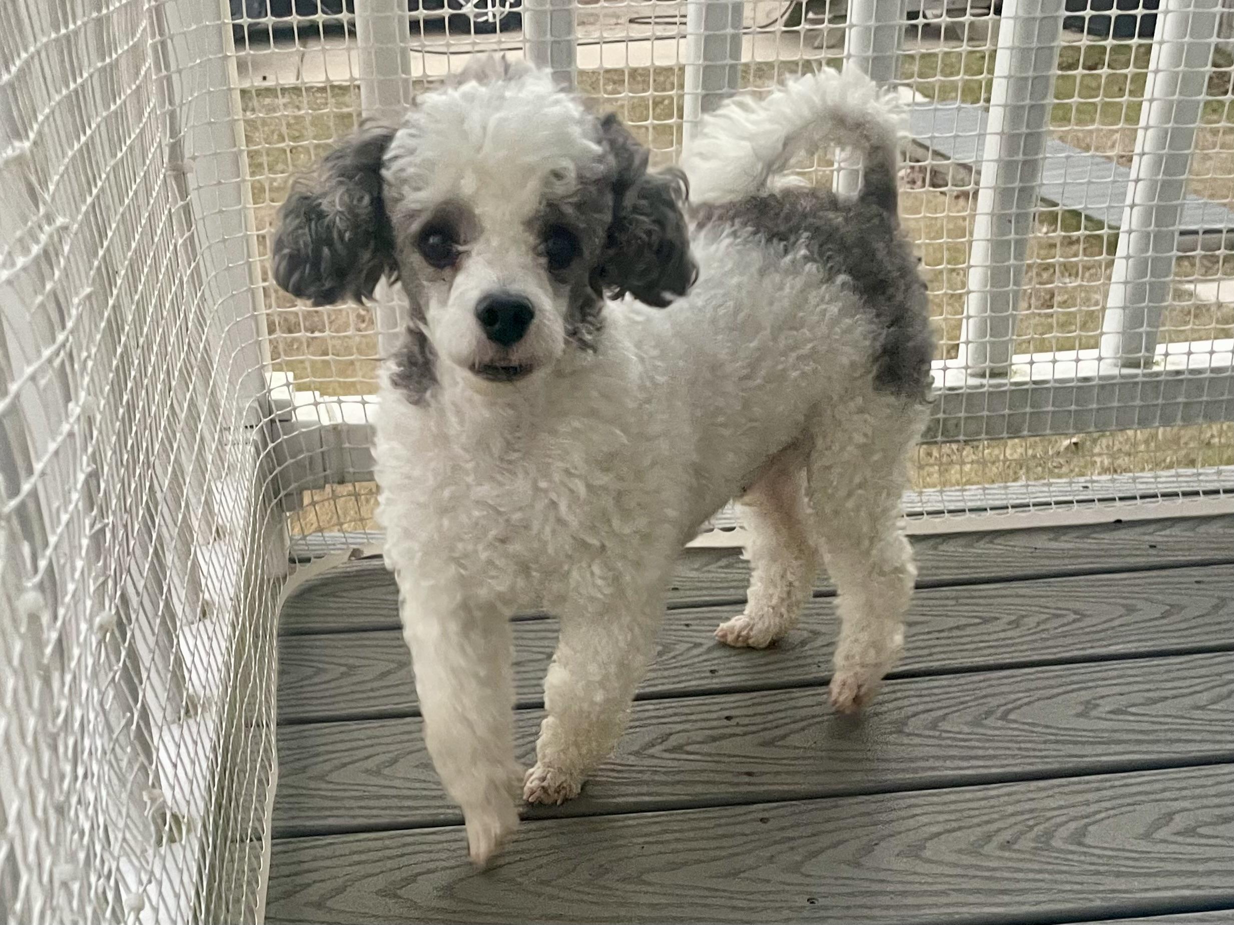 Enlarge Buddy in Texarkana TX, a ADOPTABLE Miniature Poodle in Texarkana, TX image 1/6