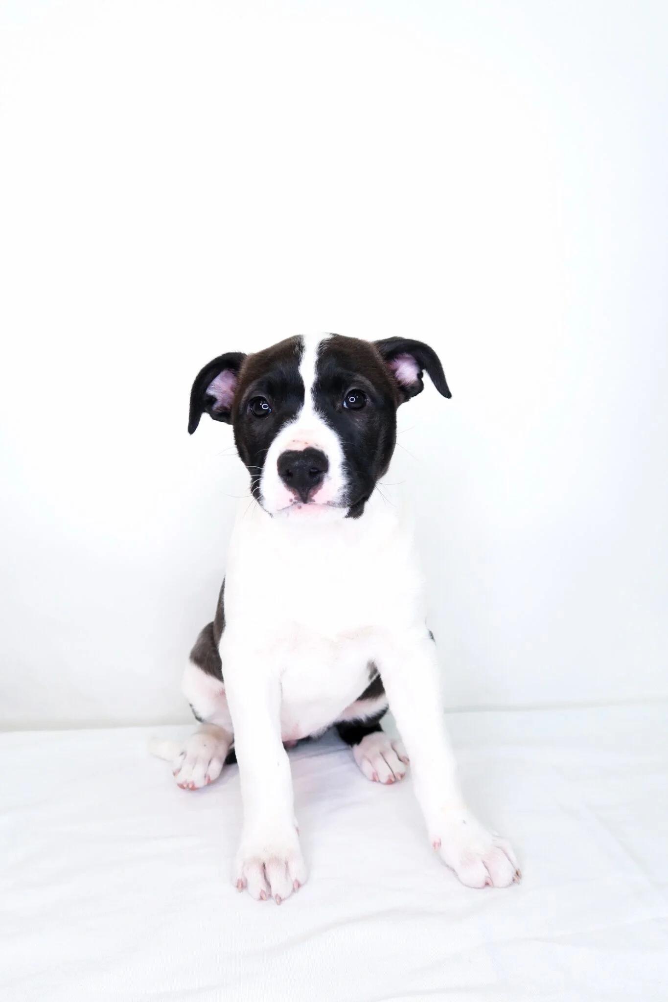 Strudel, ADOPTABLE, Puppy Female Labrador Retriever & Pit Bull Terrier.