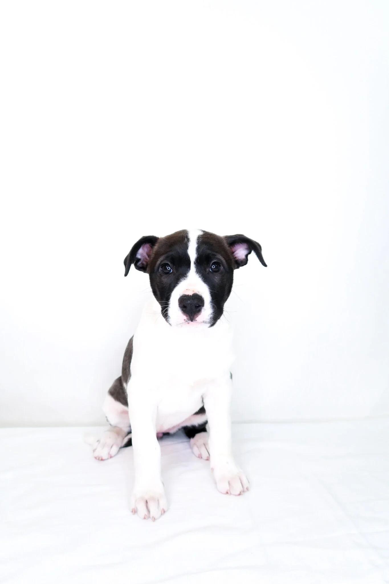 Enlarge Strudel, an adopted mixed breed in Bixby, OK image 5/5