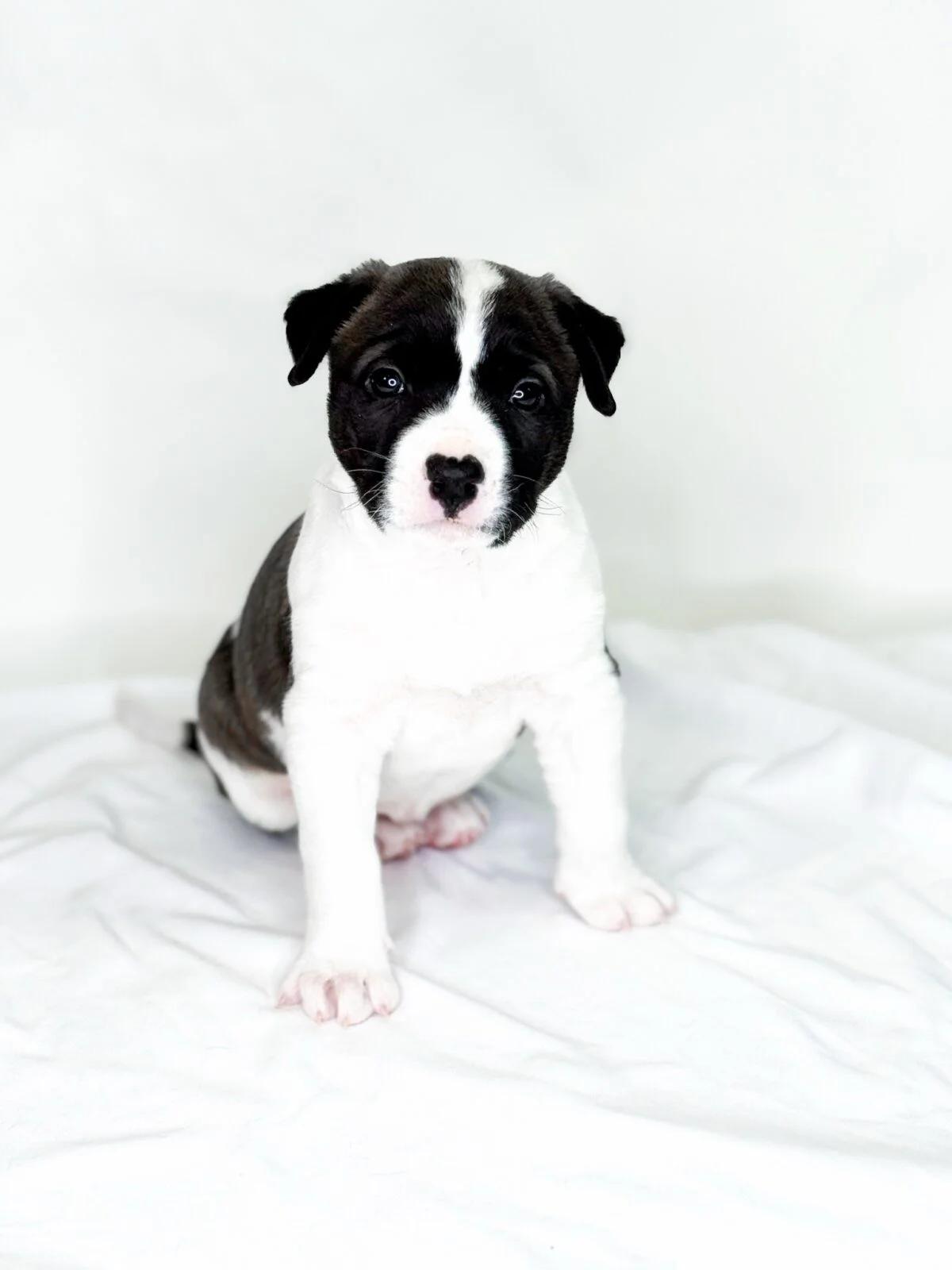 Strudel, a ADOPTABLE mixed breed in Bixby, OK image 1/6