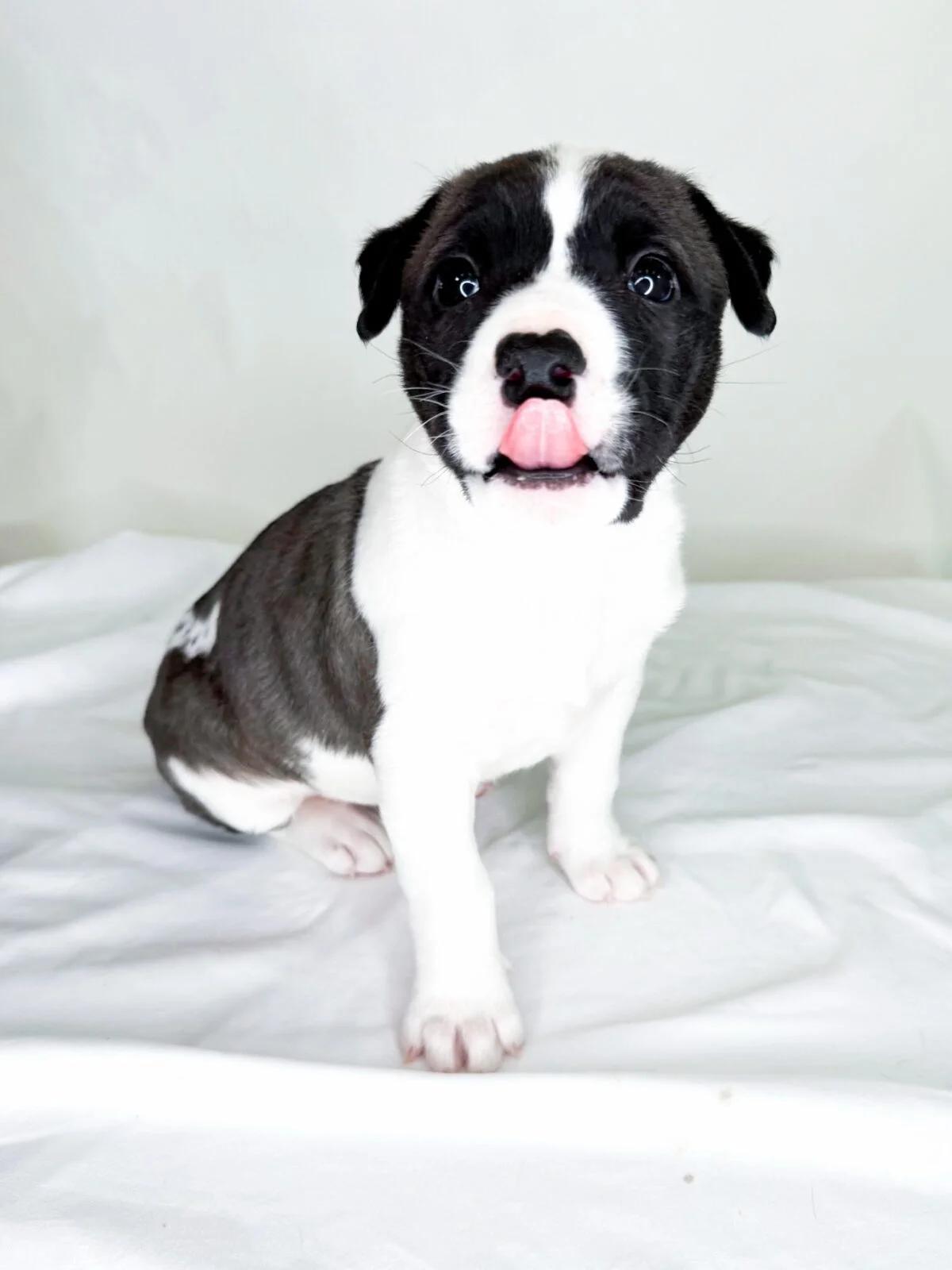 Strudel, a ADOPTABLE mixed breed in Bixby, OK image 4/6