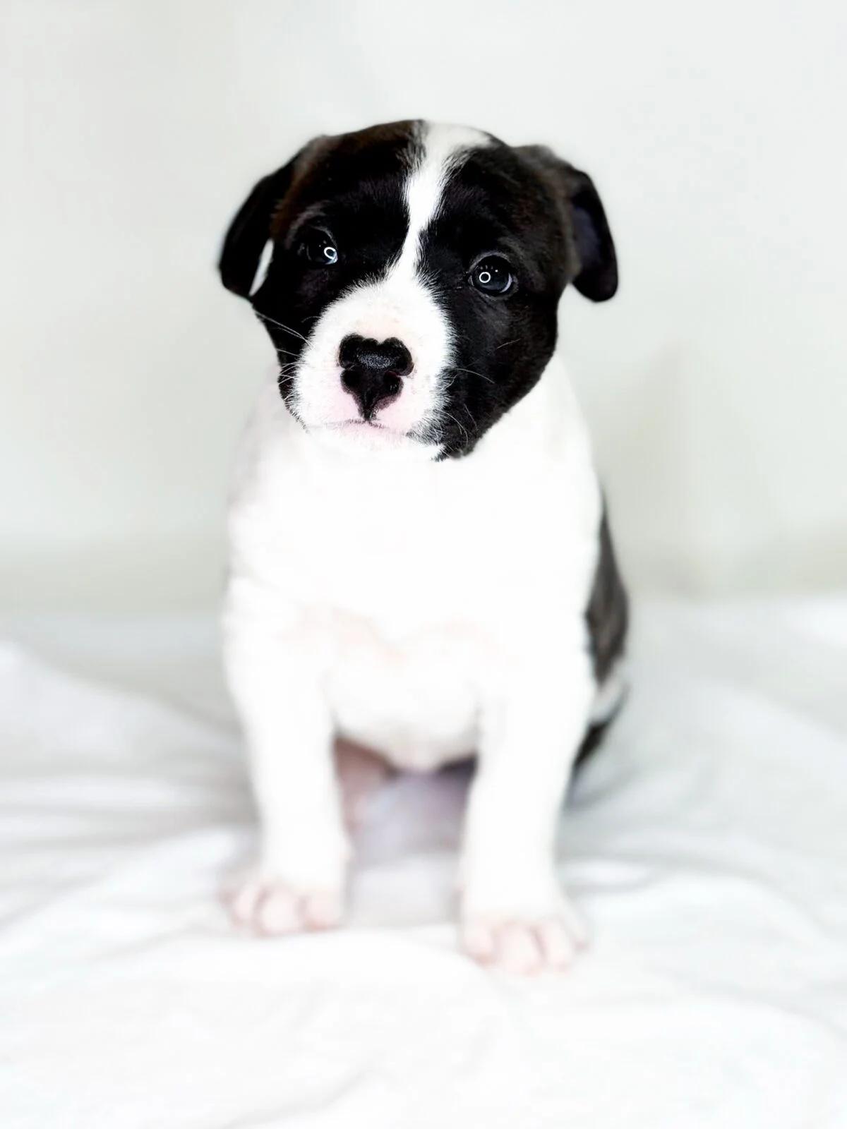 Strudel, a ADOPTABLE mixed breed in Bixby, OK image 6/6