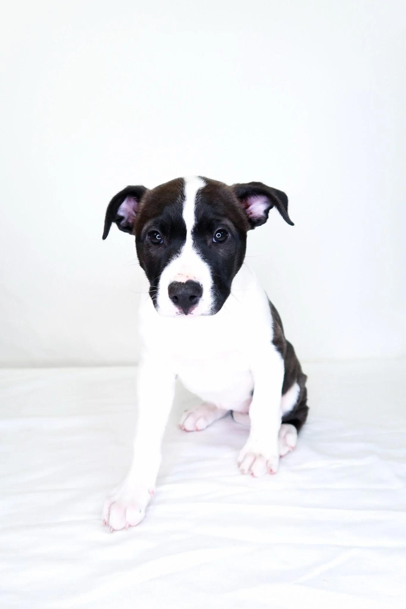 Enlarge Strudel, an adopted mixed breed in Bixby, OK image 2/5