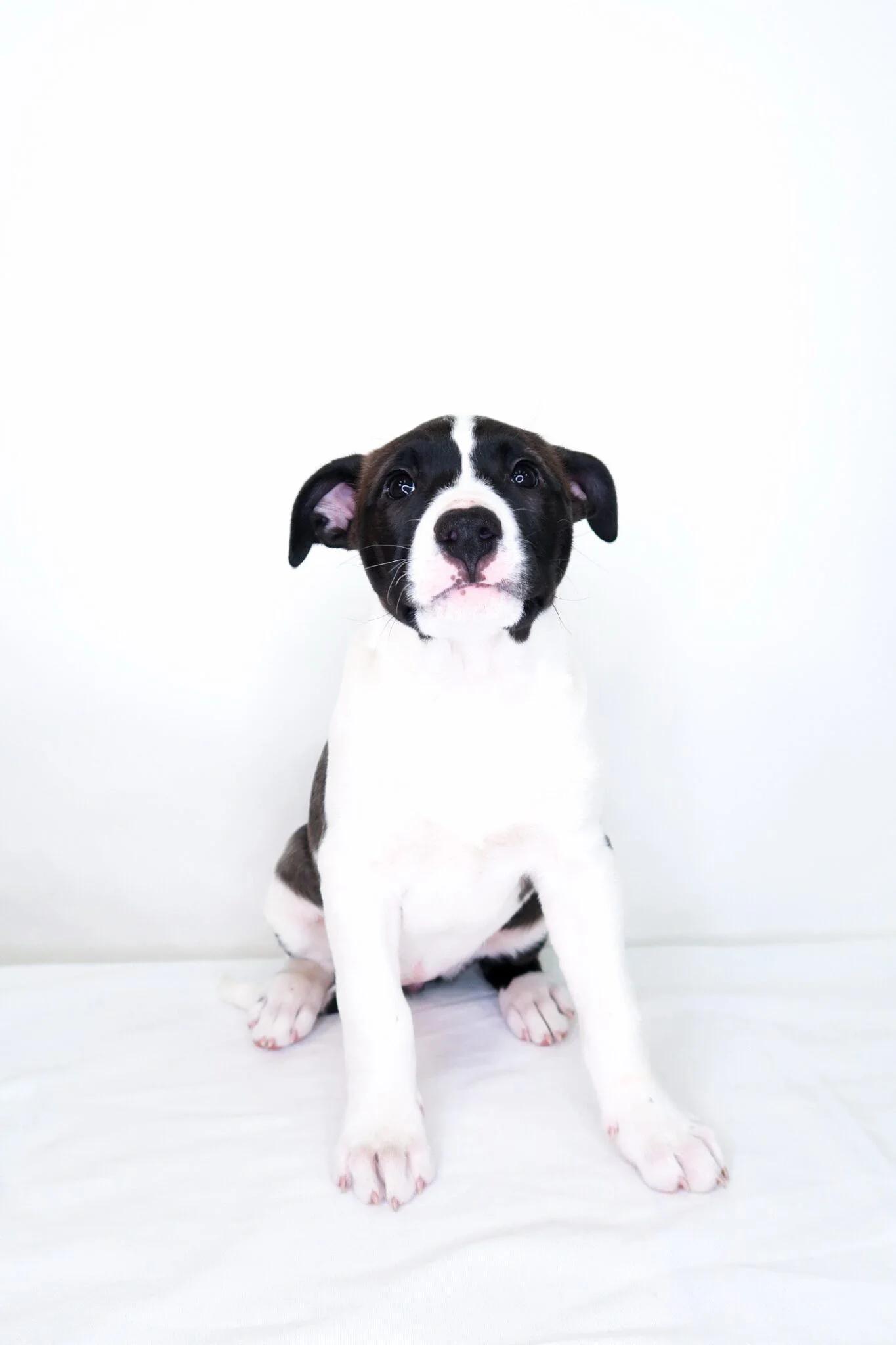 Enlarge Strudel, an adopted mixed breed in Bixby, OK image 3/5