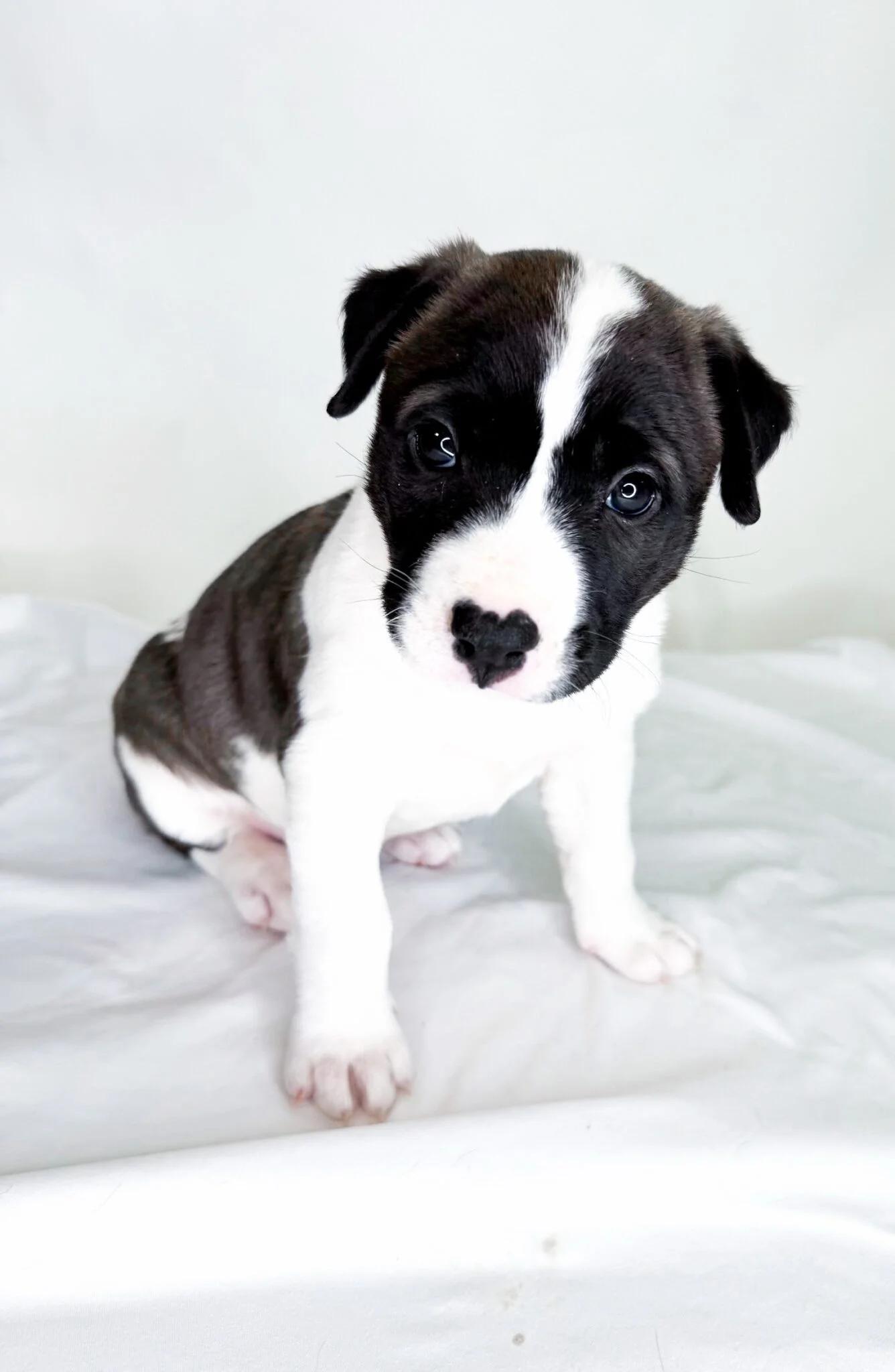 Strudel, a ADOPTABLE mixed breed in Bixby, OK image 3/6