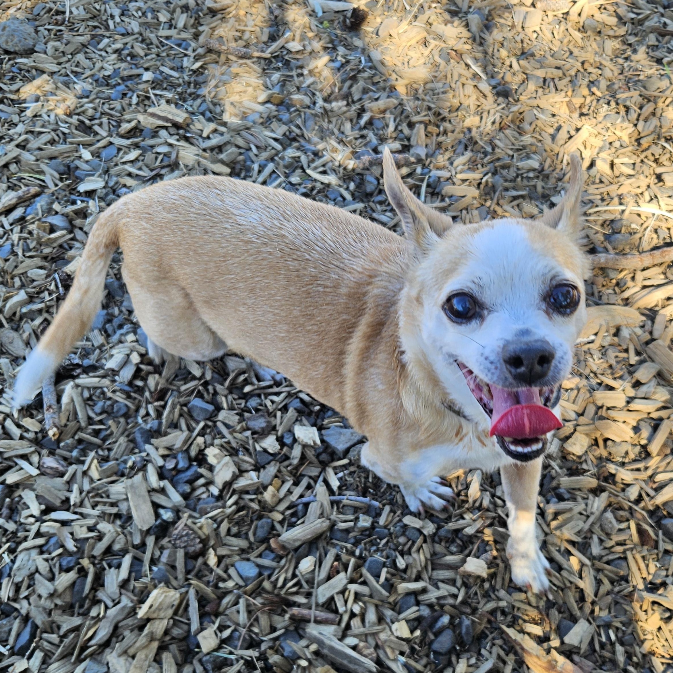 Yogi (& Tobi), a Adoptable mixed breed in The Dalles, OR image 3/6