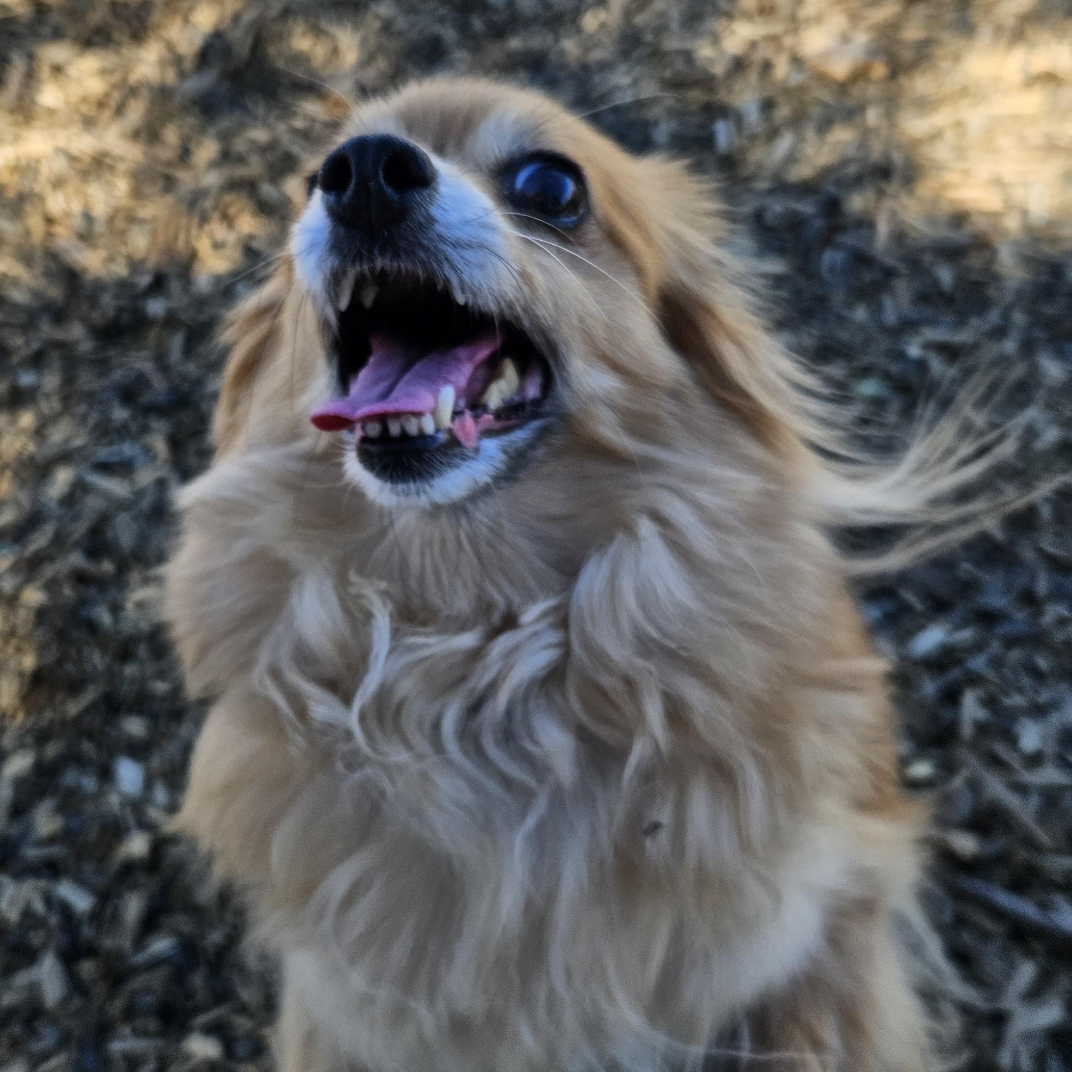 Yogi (& Tobi), a Adoptable mixed breed in The Dalles, OR image 2/6