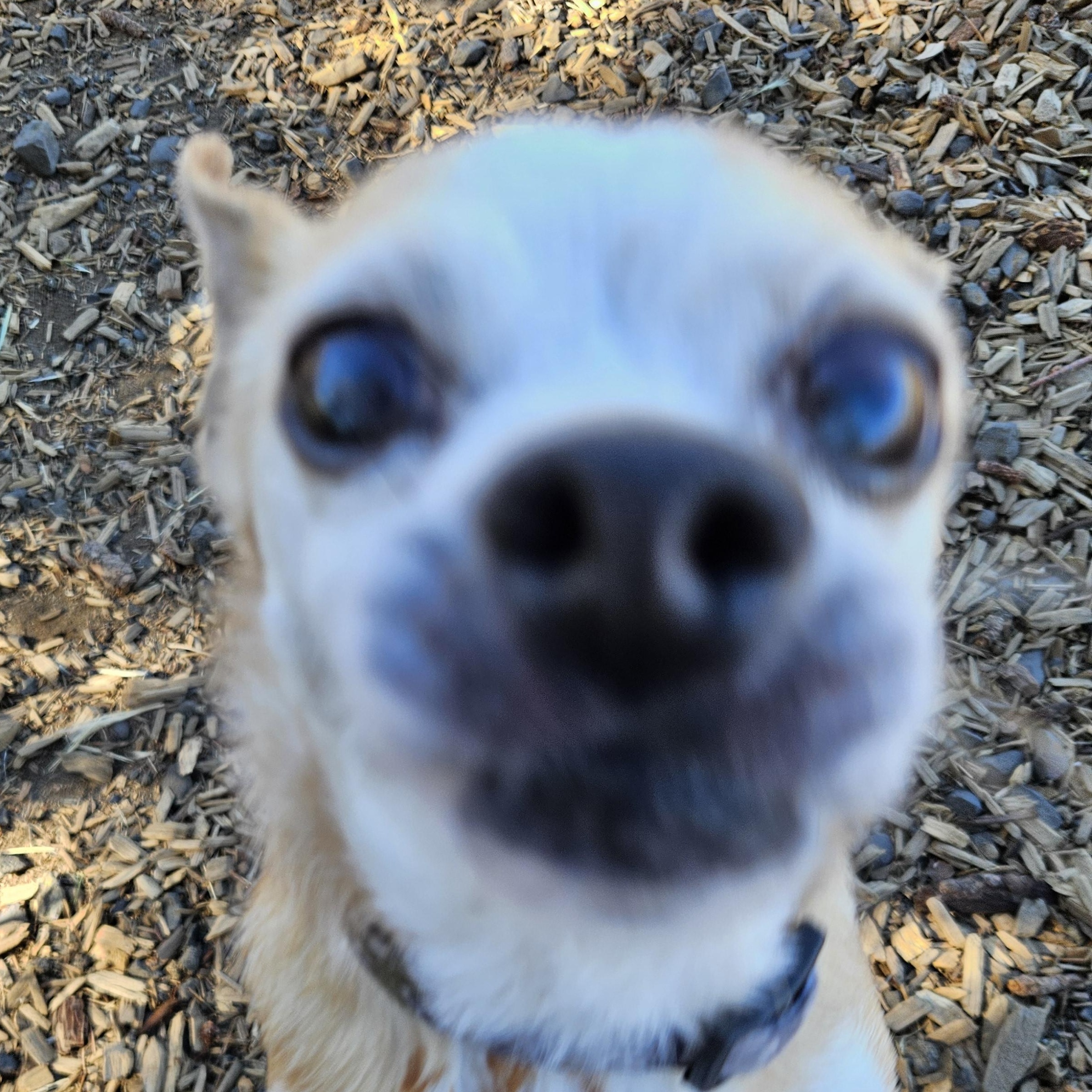Yogi (& Tobi), a Adoptable mixed breed in The Dalles, OR image 4/6