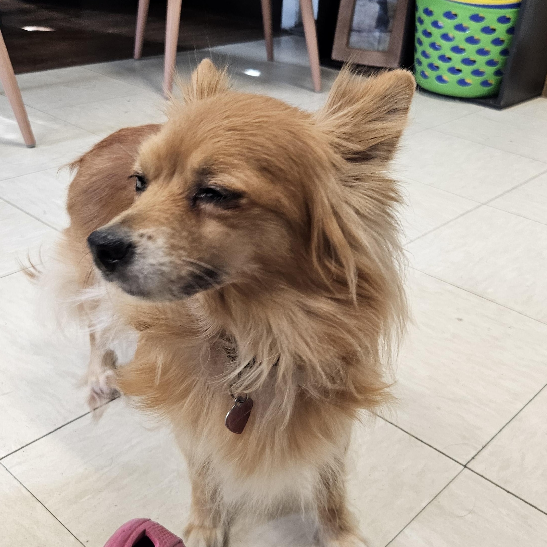Yogi (& Tobi), a Adoptable mixed breed in The Dalles, OR image 5/6