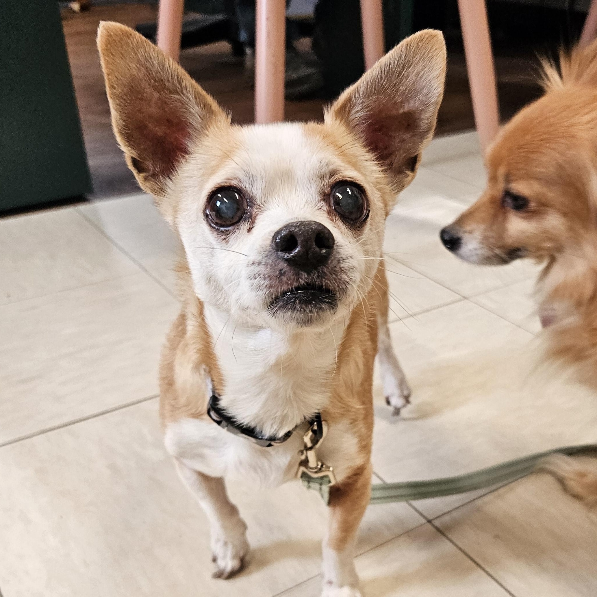 Yogi (& Tobi), a Adoptable mixed breed in The Dalles, OR image 6/6