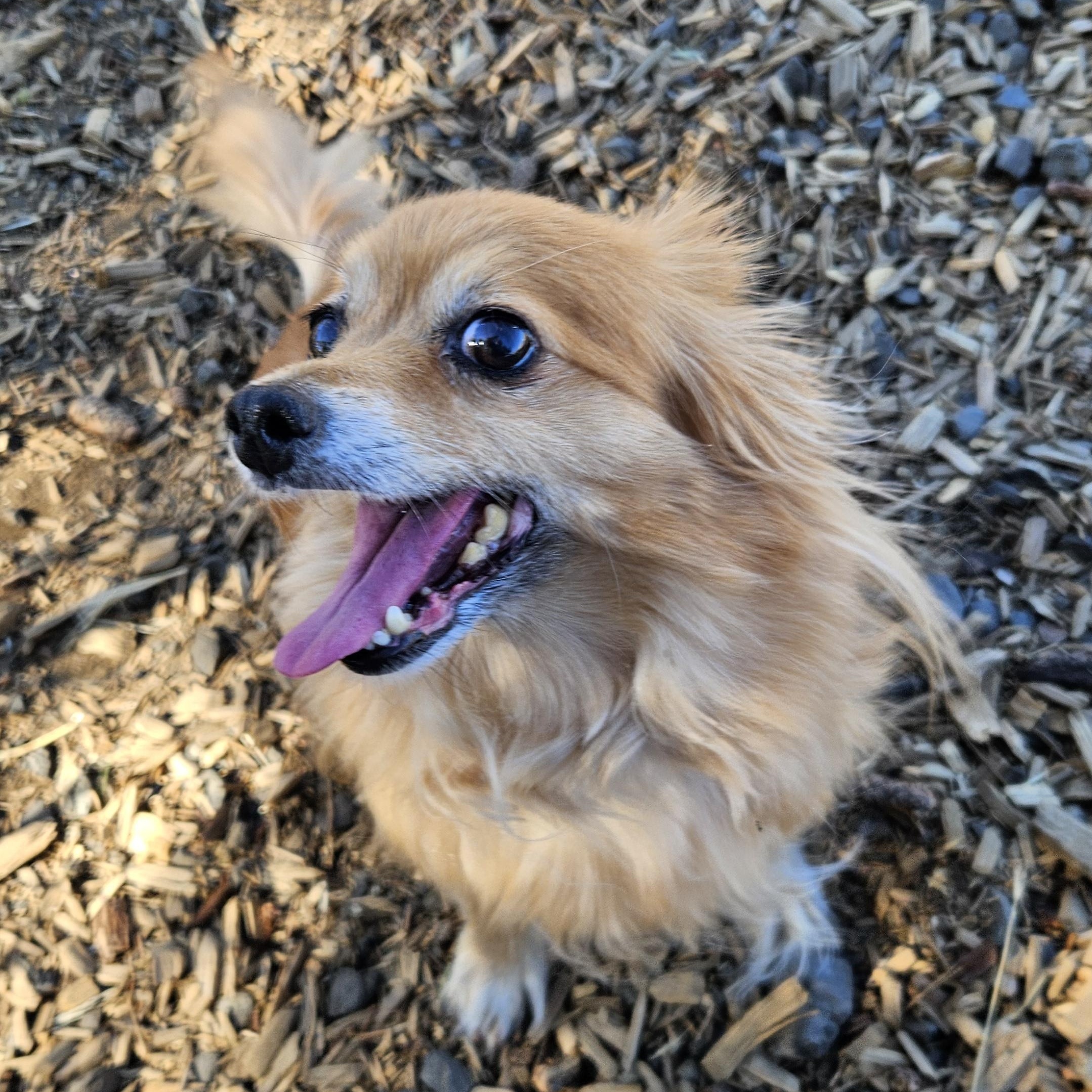 Yogi (& Tobi), Adoptable, Senior Female Chihuahua & Papillon.