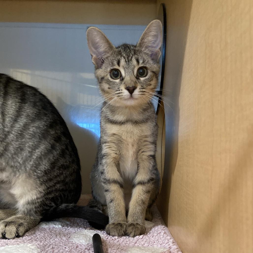 Halsey, Adoptable, Kitten Female Domestic Short Hair.