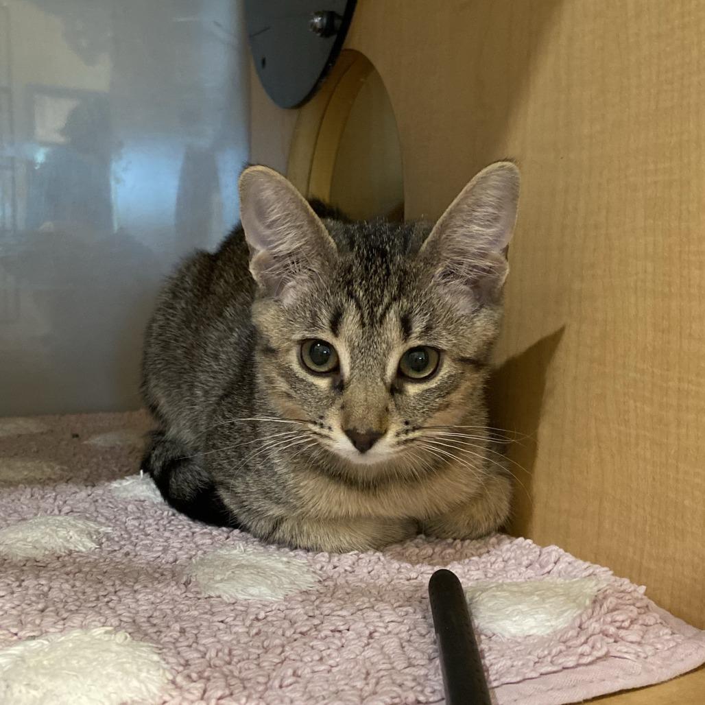 Enlarge Halsey, a Adoptable Domestic Short Hair in Washington Township, OH image 2/5