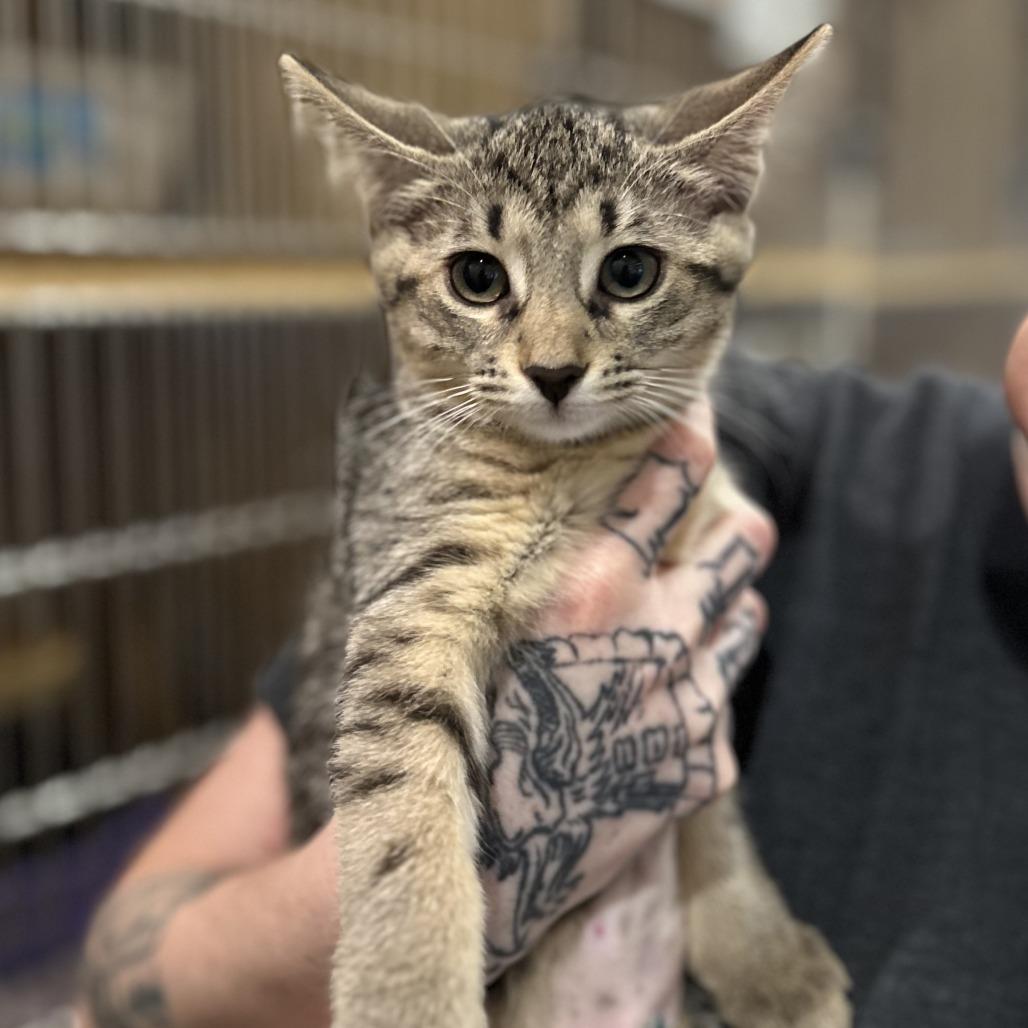 Enlarge Halsey, a Adoptable Domestic Short Hair in Washington Township, OH image 3/5