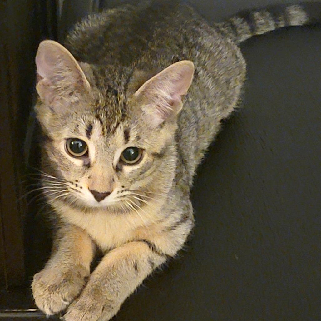 Enlarge Halsey, a Adoptable Domestic Short Hair in Washington Township, OH image 4/5