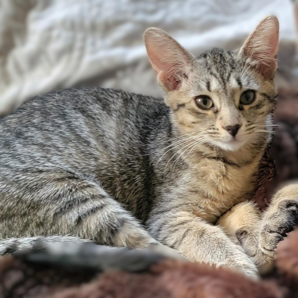 Enlarge Halsey, a Adoptable Domestic Short Hair in Washington Township, OH image 5/5