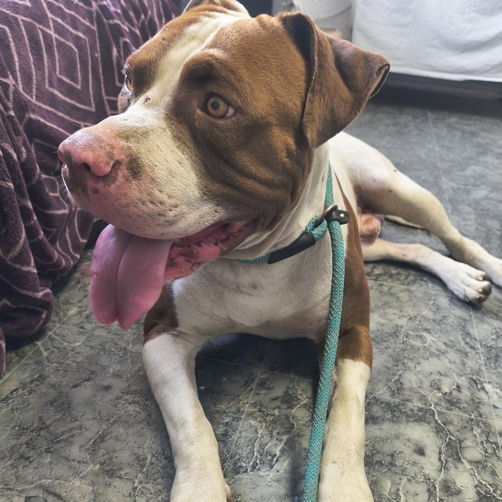 Enlarge Bravo, a Adoptable Pit Bull Terrier in Othello, WA image 1/1