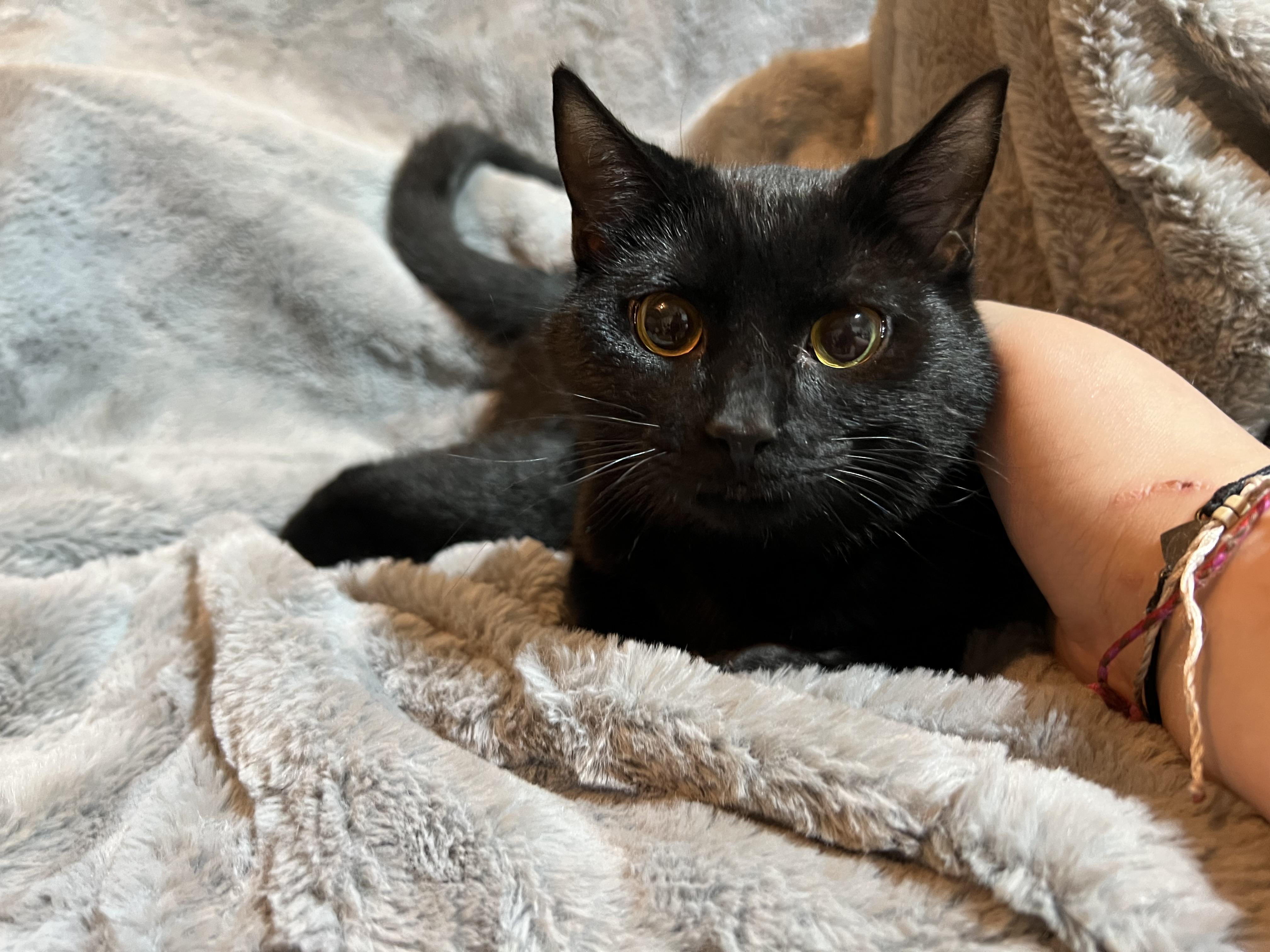 Enlarge Hershey, a Adoptable Domestic Short Hair in Newborn, GA image 1/4