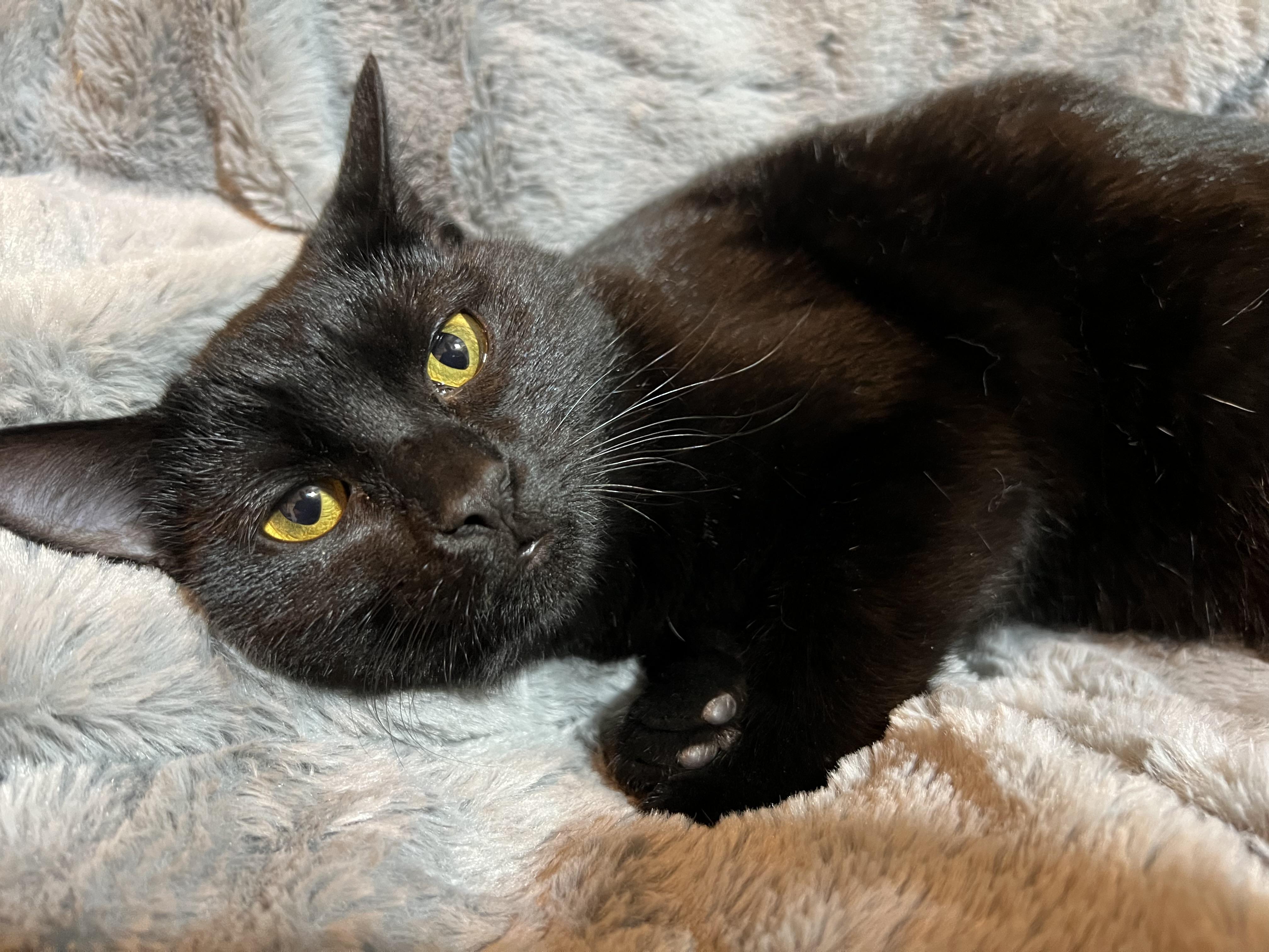 Enlarge Hershey, a Adoptable Domestic Short Hair in Newborn, GA image 3/4