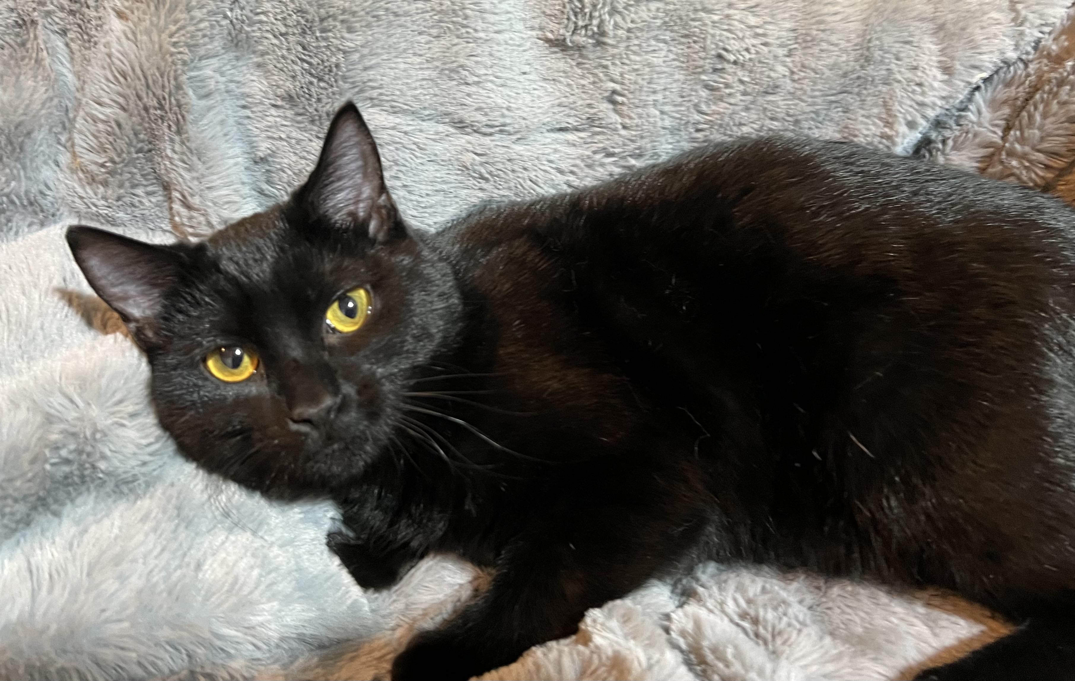 Enlarge Hershey, a Adoptable Domestic Short Hair in Newborn, GA image 2/4
