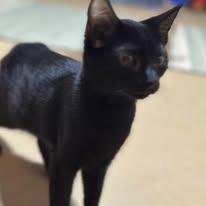 Enlarge Hershey, a Adoptable Domestic Short Hair in Newborn, GA image 1/2