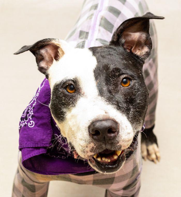 Jeffrey, Adoptable, Adult Male Terrier.