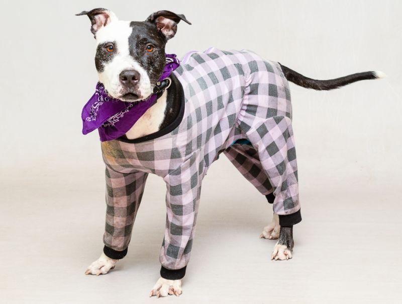 Jeffrey, a Adoptable mixed breed in Sanford, FL image 2/2