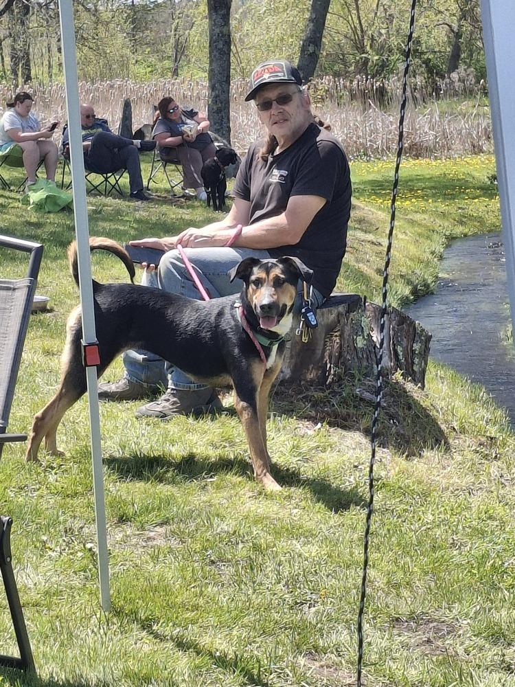 Remi, Adoptable, Adult Female German Shepherd Dog & Mixed Breed.