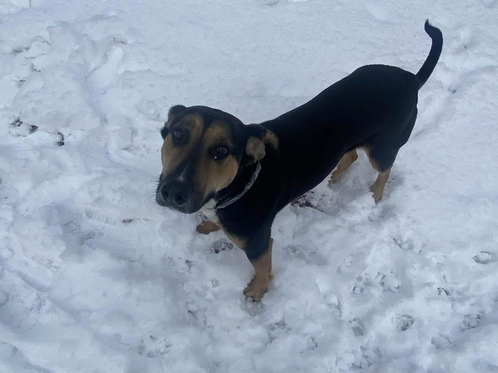 Enlarge Remi, a Adoptable mixed breed in White River Junction, VT image 2/3