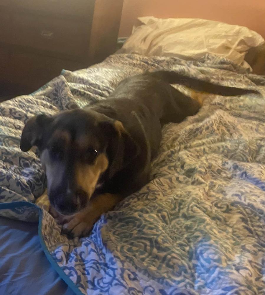 Enlarge Remi, a Adoptable mixed breed in White River Junction, VT image 3/3
