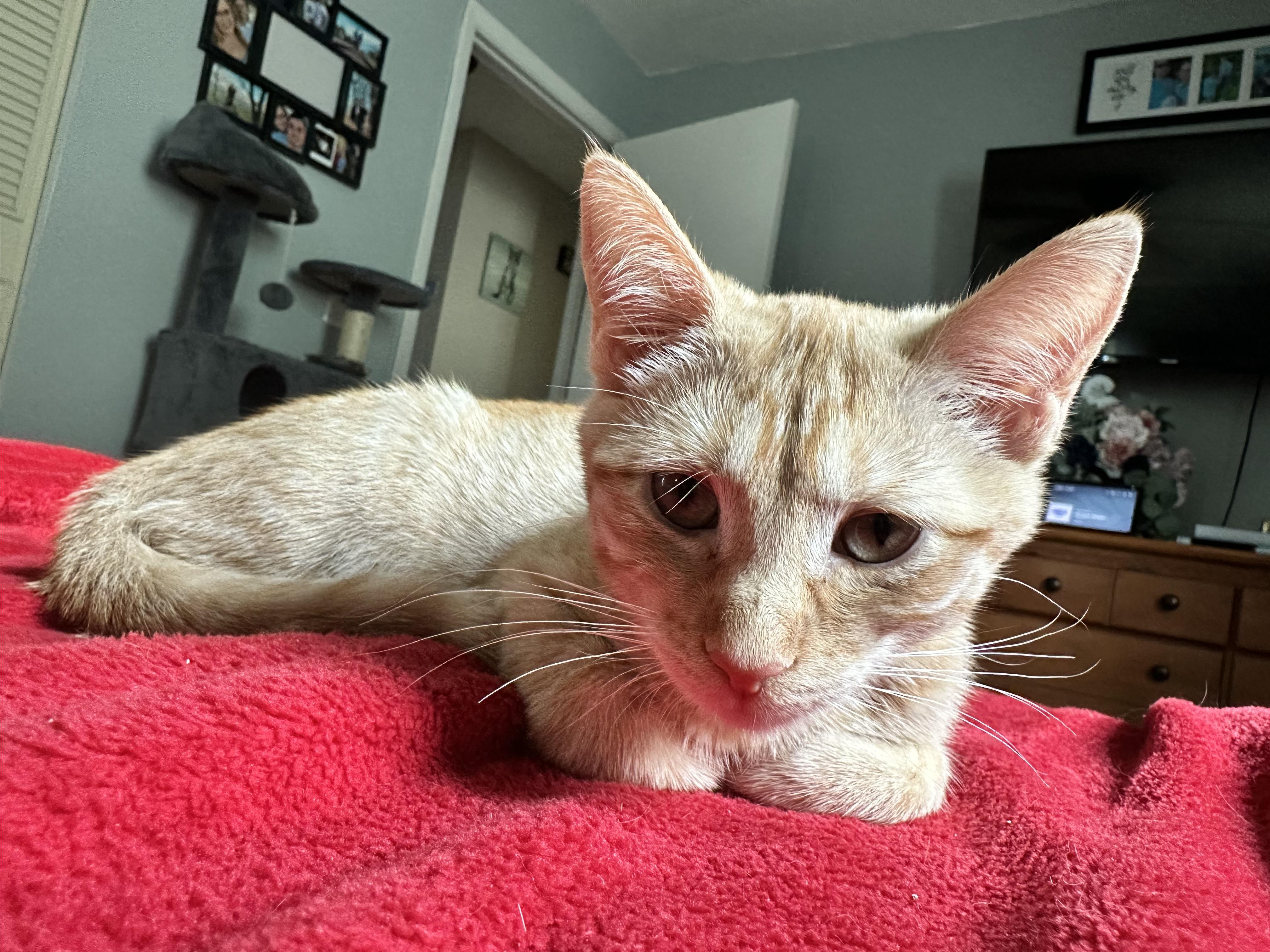 Hatch, Baby Female Domestic Short Hair