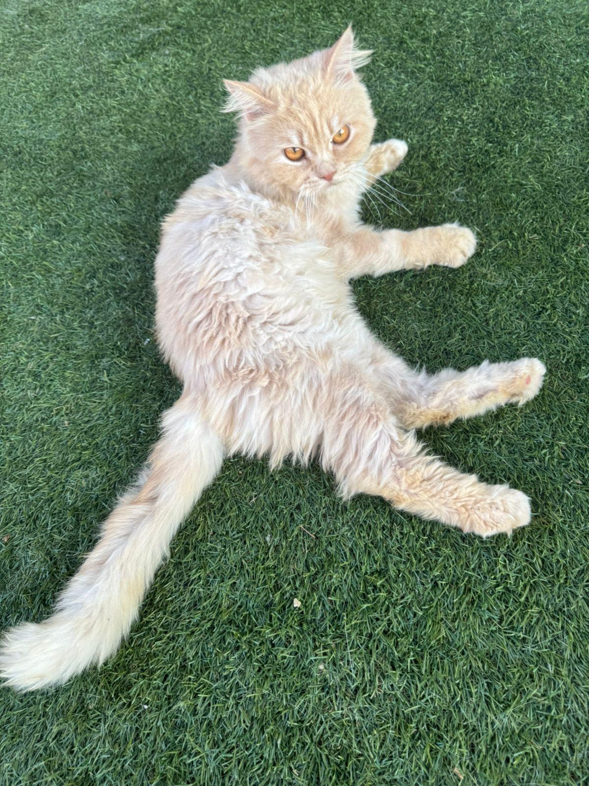 Bunny, an adoptable Siberian, Persian in Woodbridge, ON, L4l 1j7 | Photo Image 2