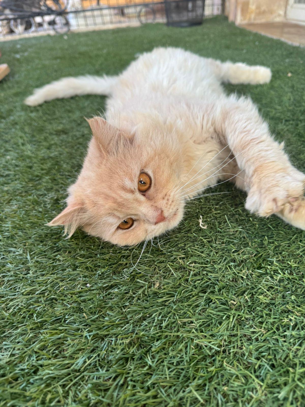 Bunny, an adoptable Siberian, Persian in Woodbridge, ON, L4l 1j7 | Photo Image 4