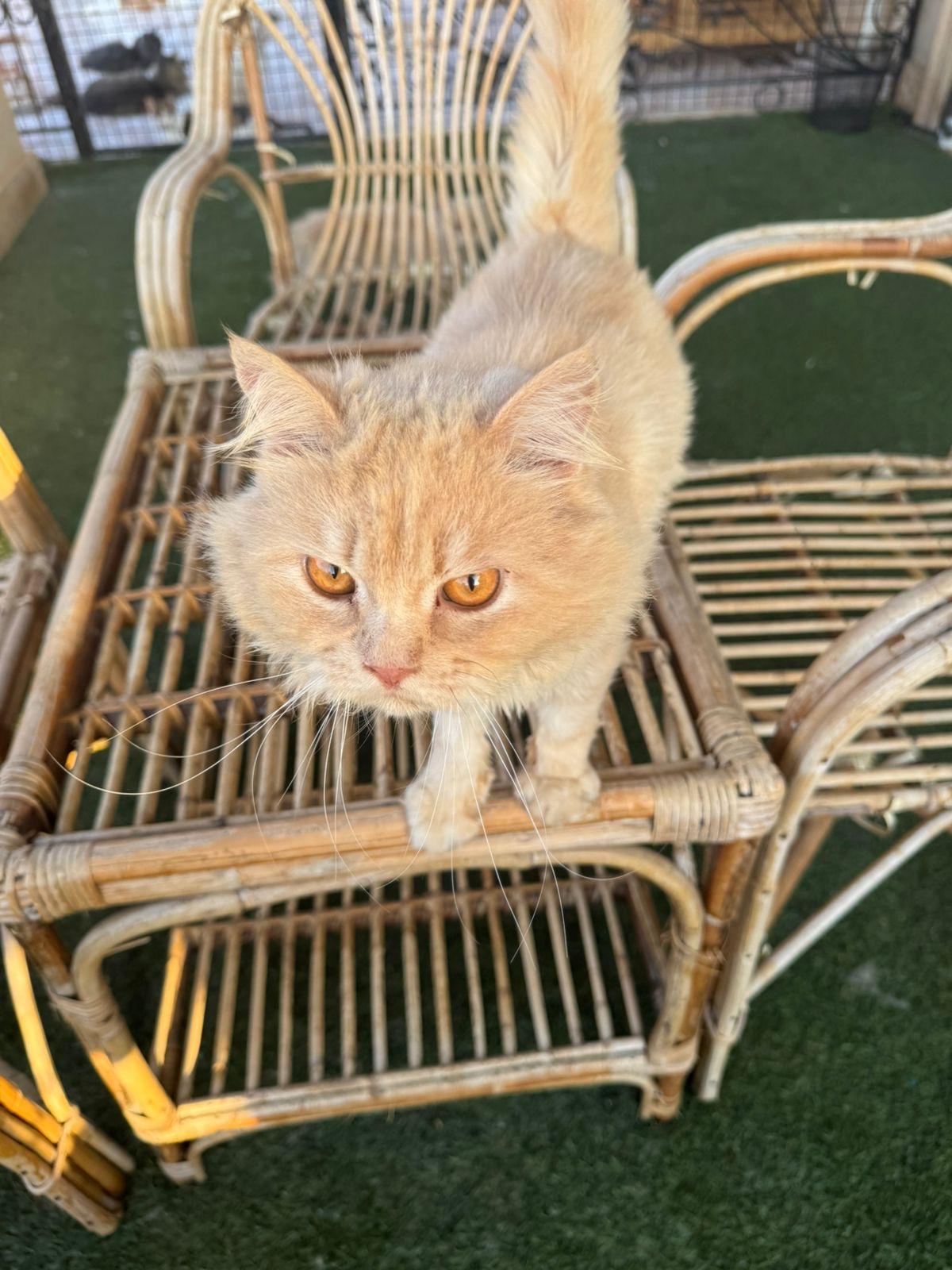 Bunny, an adoptable Siberian, Persian in Woodbridge, ON, L4l 1j7 | Photo Image 5