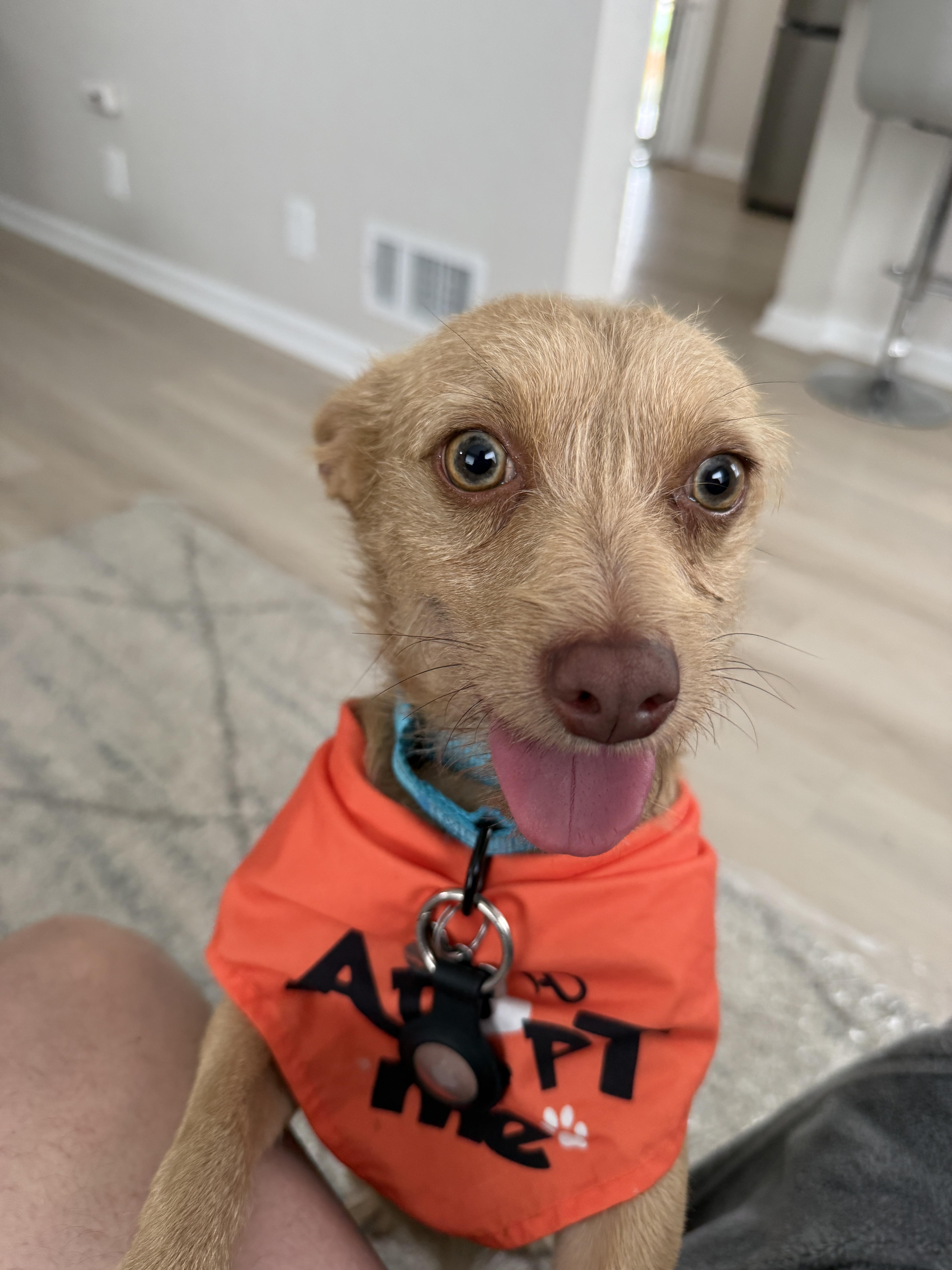 Squeak, Adoptable, Young Male Chihuahua & Mixed Breed.