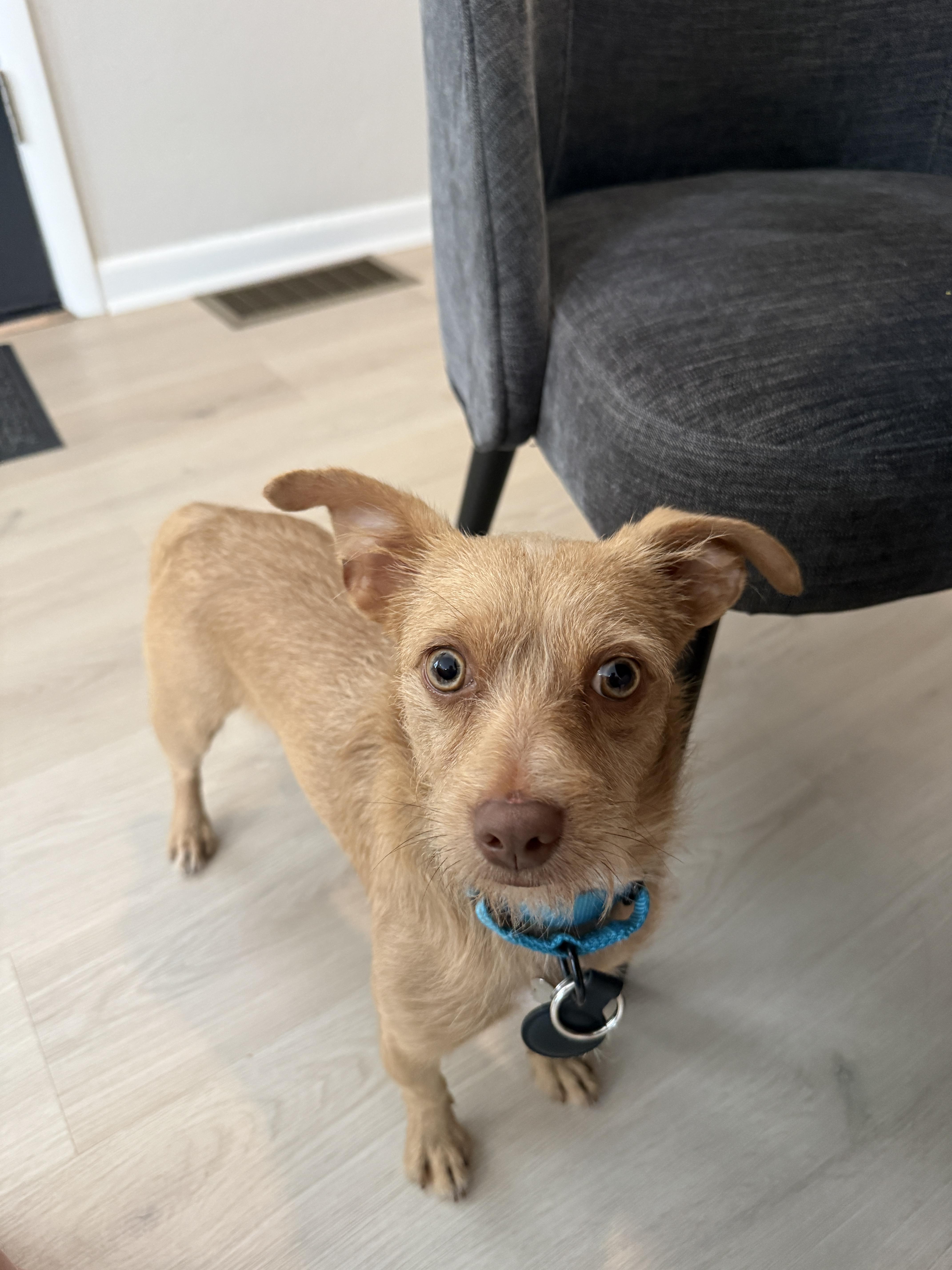 Enlarge Squeak, a Adoptable mixed breed in Windsor, CO image 2/6