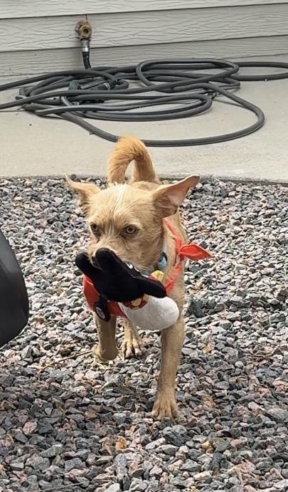 Enlarge Squeak, a Adoptable mixed breed in Windsor, CO image 3/6