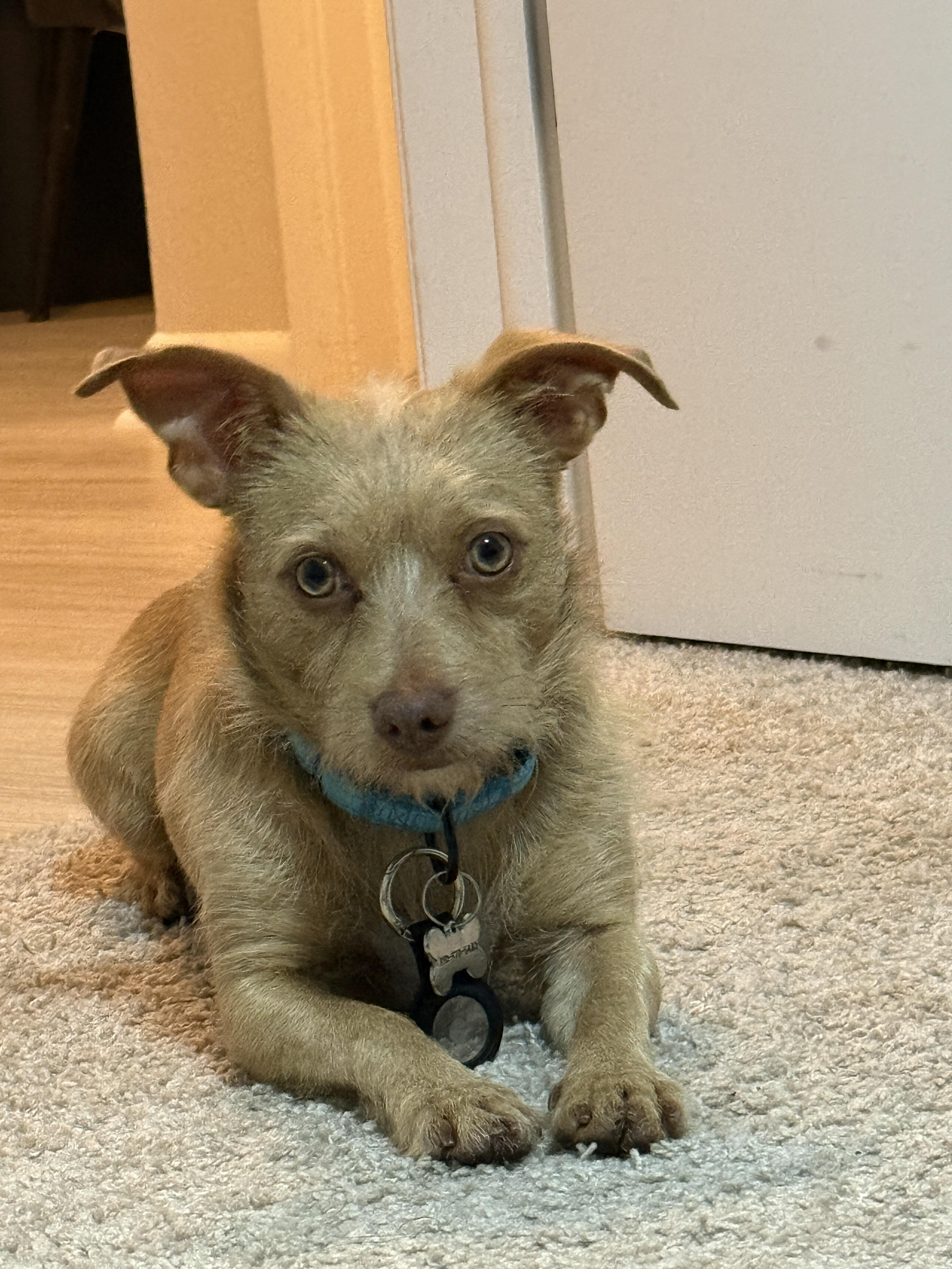 Enlarge Squeak, a Adoptable mixed breed in Windsor, CO image 4/6