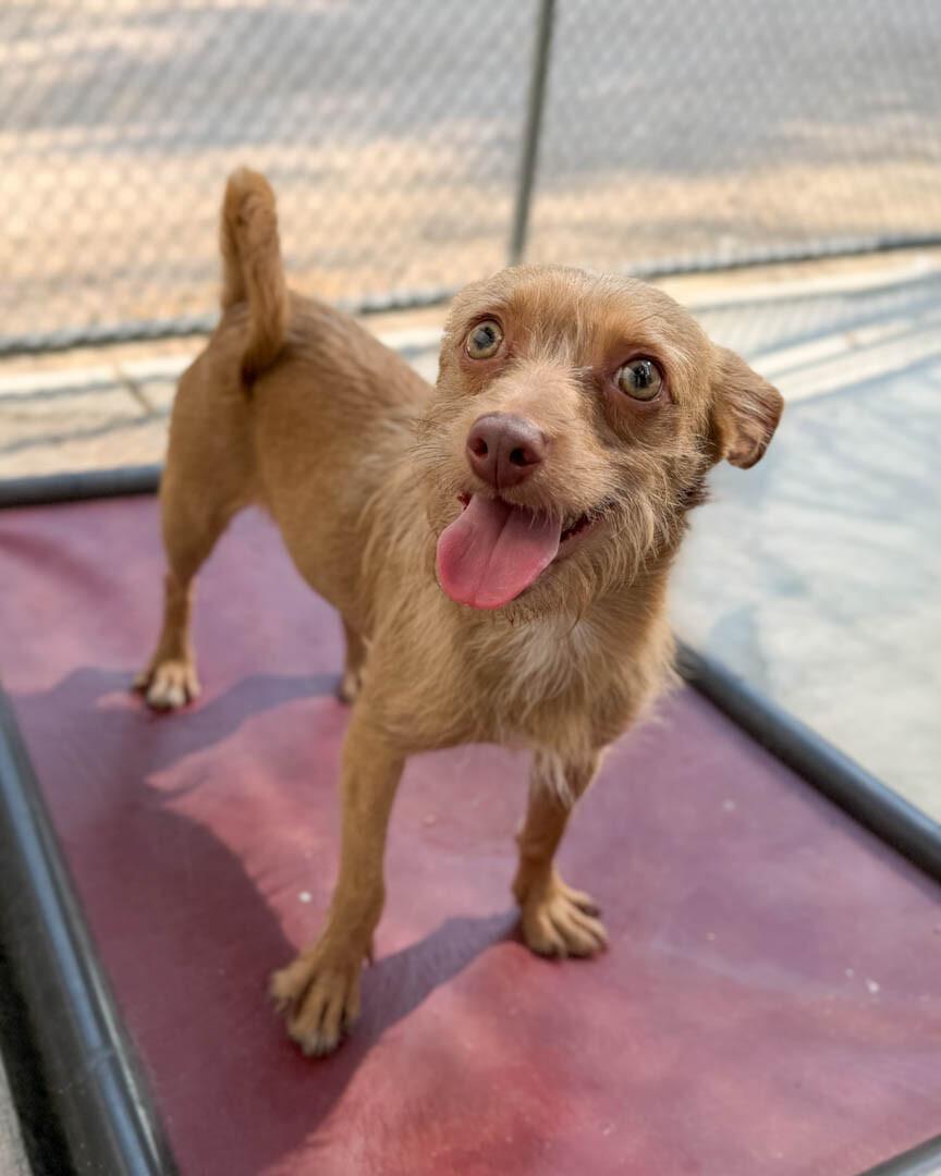 Enlarge Squeak, a Adoptable mixed breed in Windsor, CO image 5/6