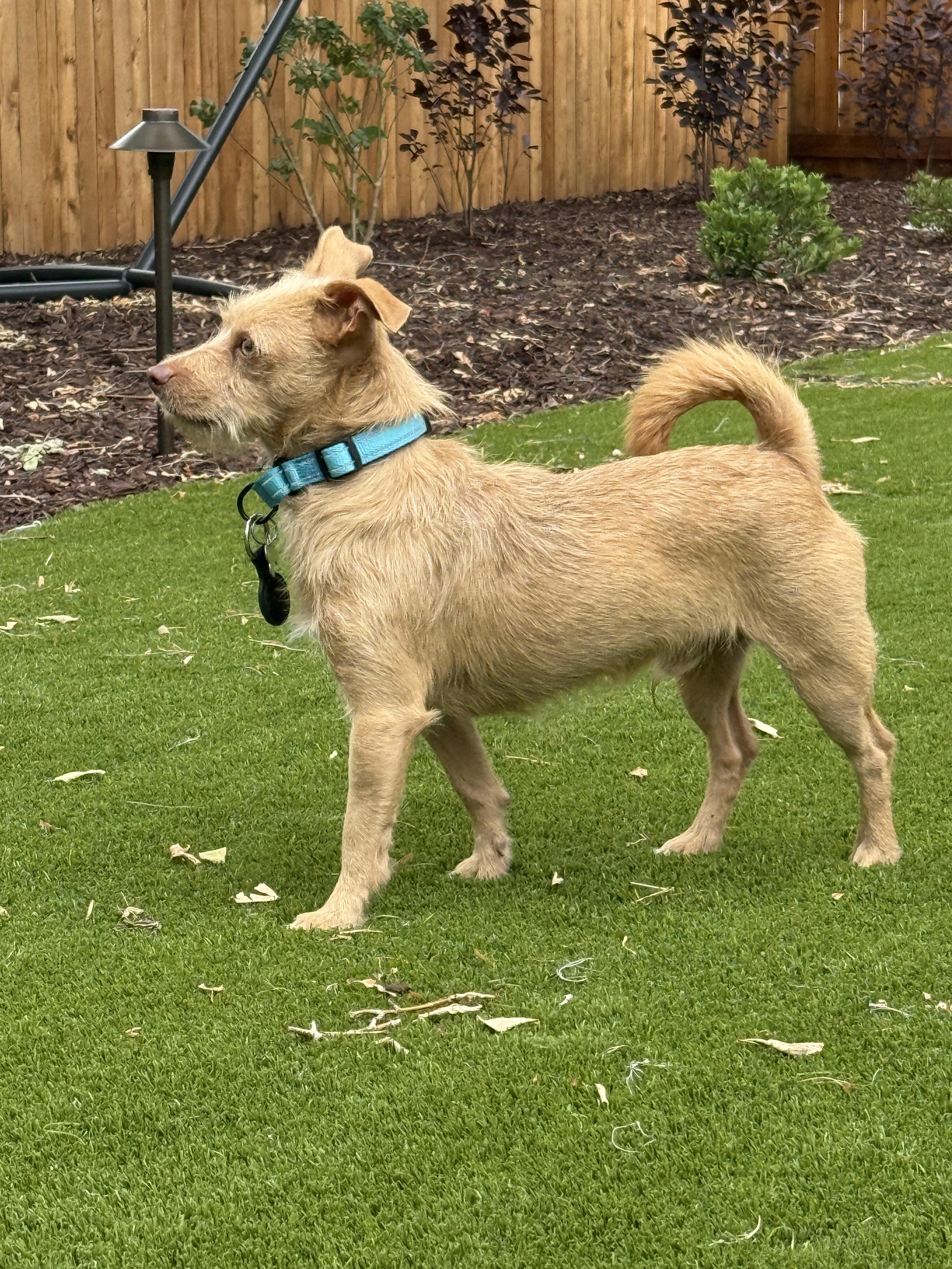 Enlarge Squeak, a Adoptable mixed breed in Windsor, CO image 6/6