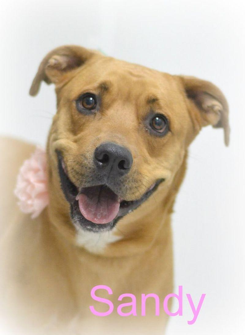 Sandy, Adoptable, Adult Female Pit Bull Terrier & Labrador Retriever.