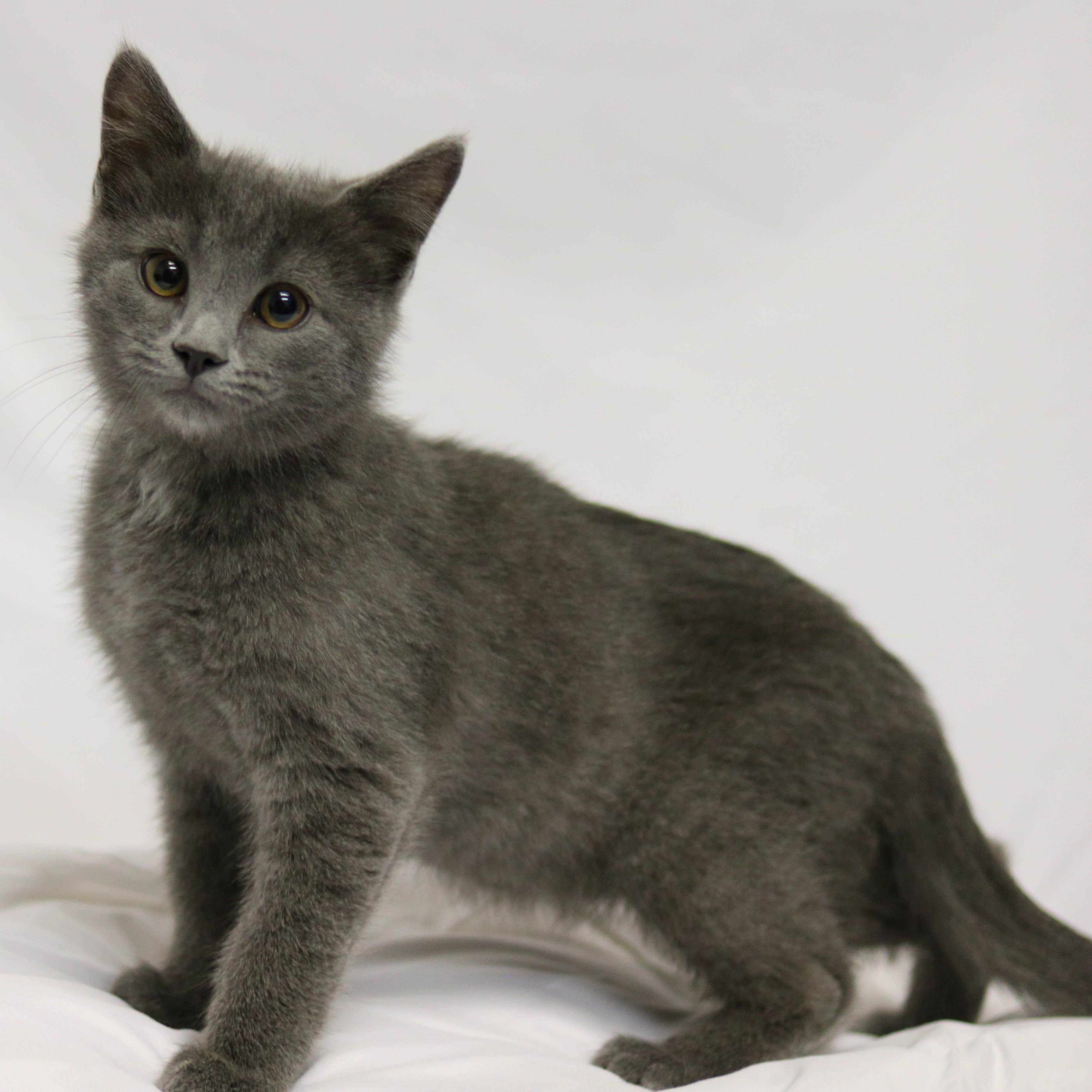 Max, ADOPTABLE, Kitten Male Domestic Short Hair.