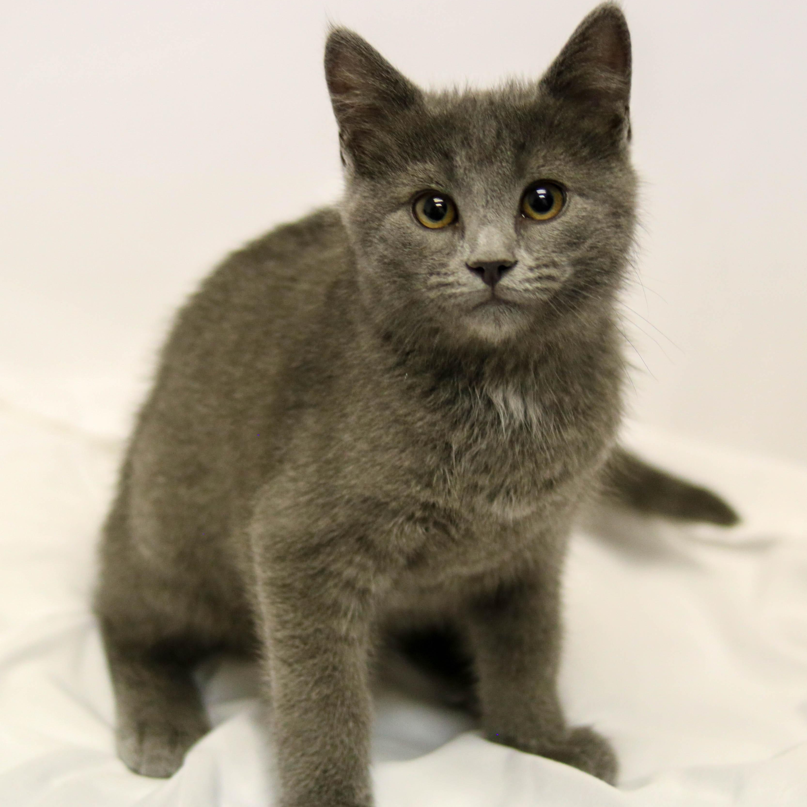 Max, a ADOPTABLE Domestic Short Hair in Denver, CO image 4/4