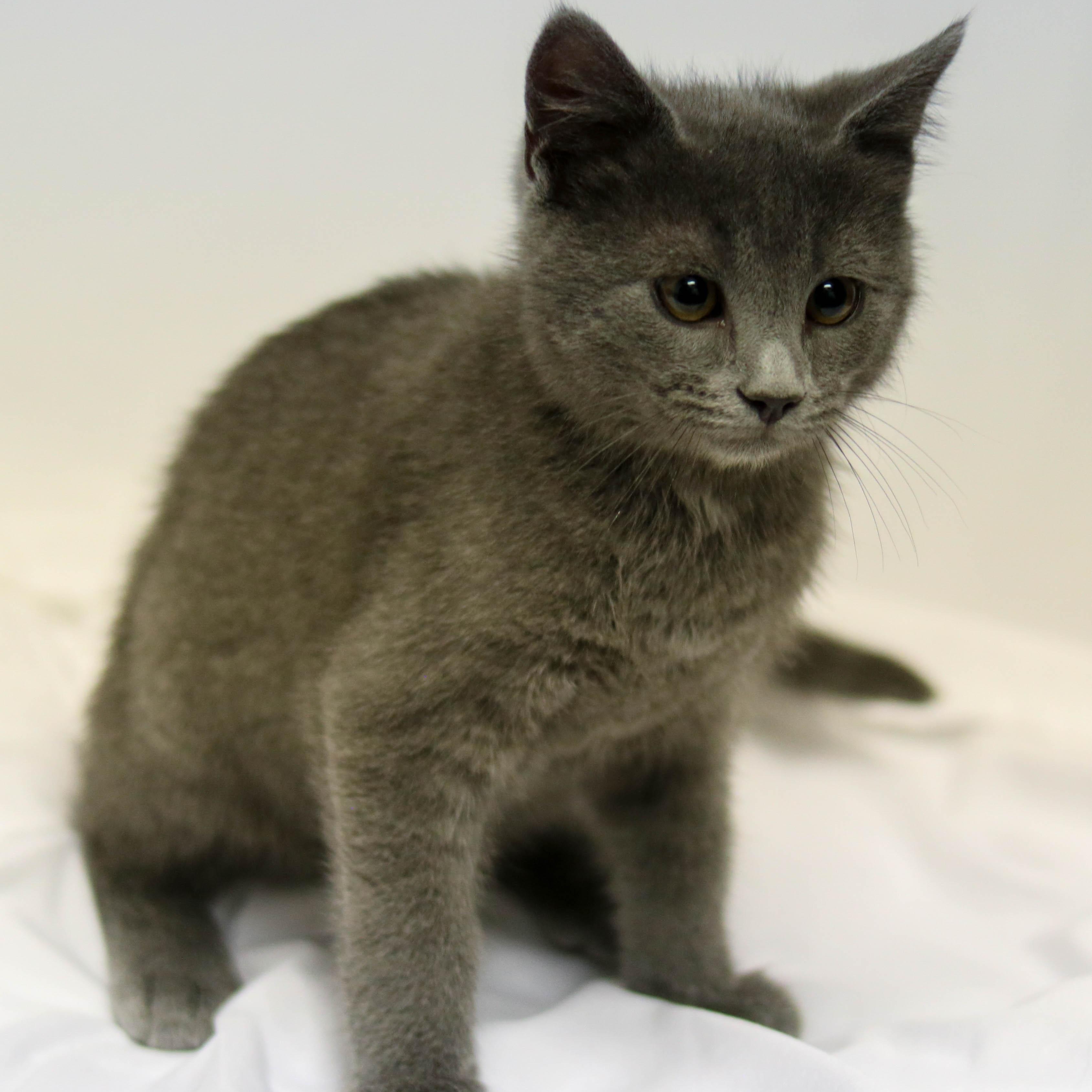 Max, a ADOPTABLE Domestic Short Hair in Denver, CO image 3/4