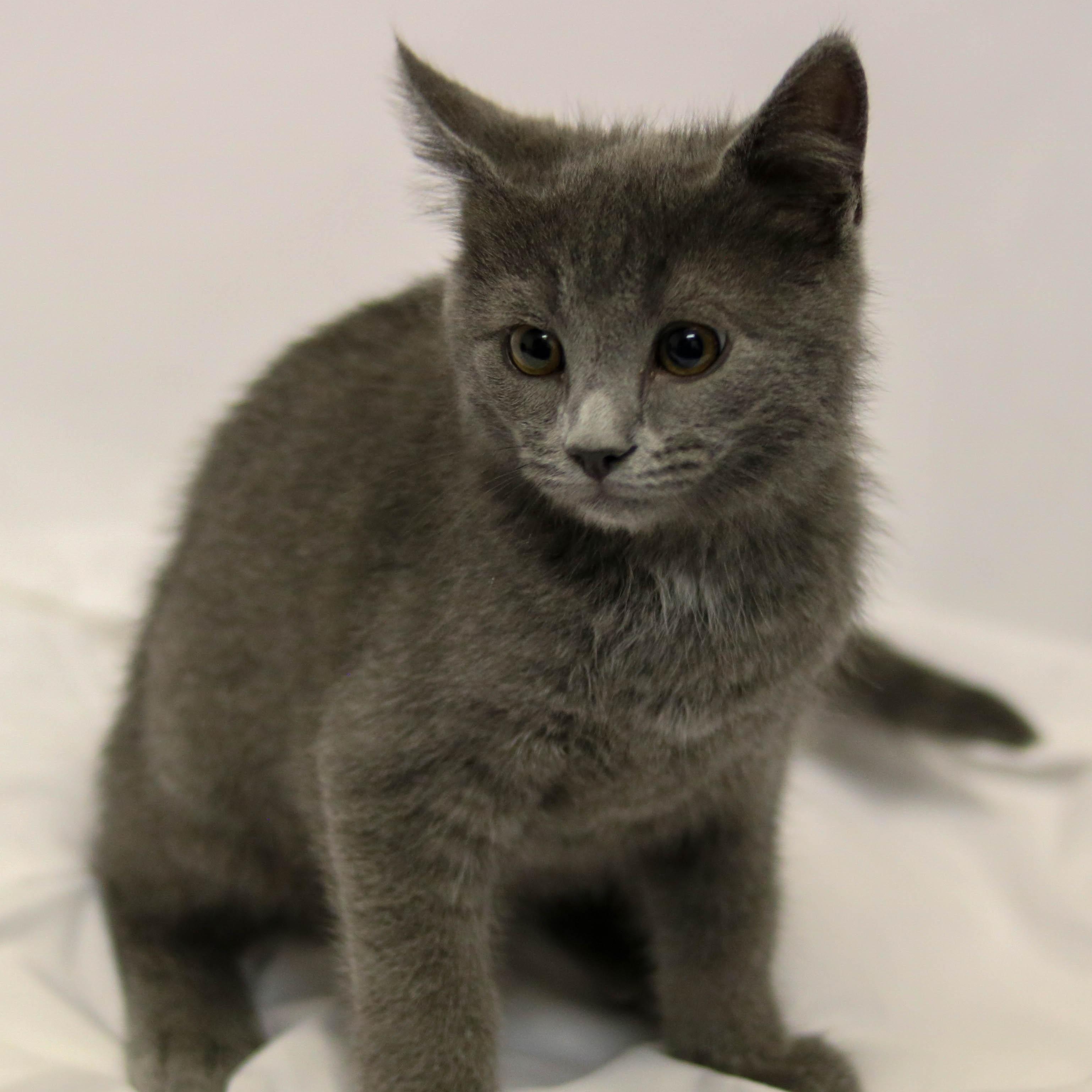 Max, a ADOPTABLE Domestic Short Hair in Denver, CO image 2/4