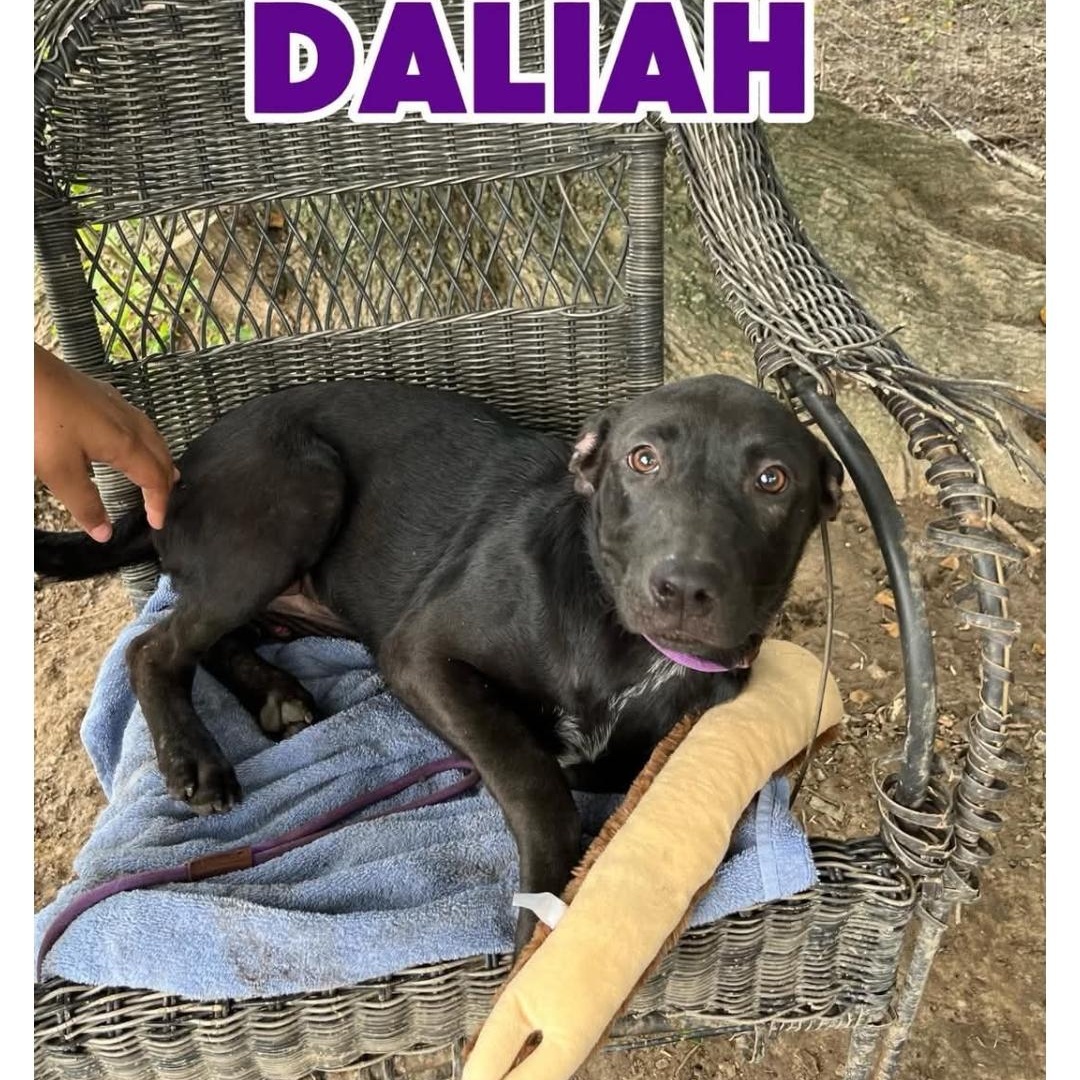 Enlarge DALHIA, a ADOPTABLE Labrador Retriever in Kaplan, LA image 1/4