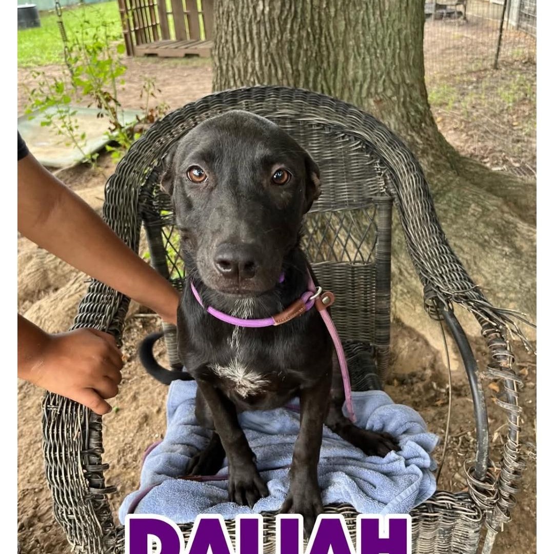 Enlarge DALHIA, a ADOPTABLE Labrador Retriever in Kaplan, LA image 3/4