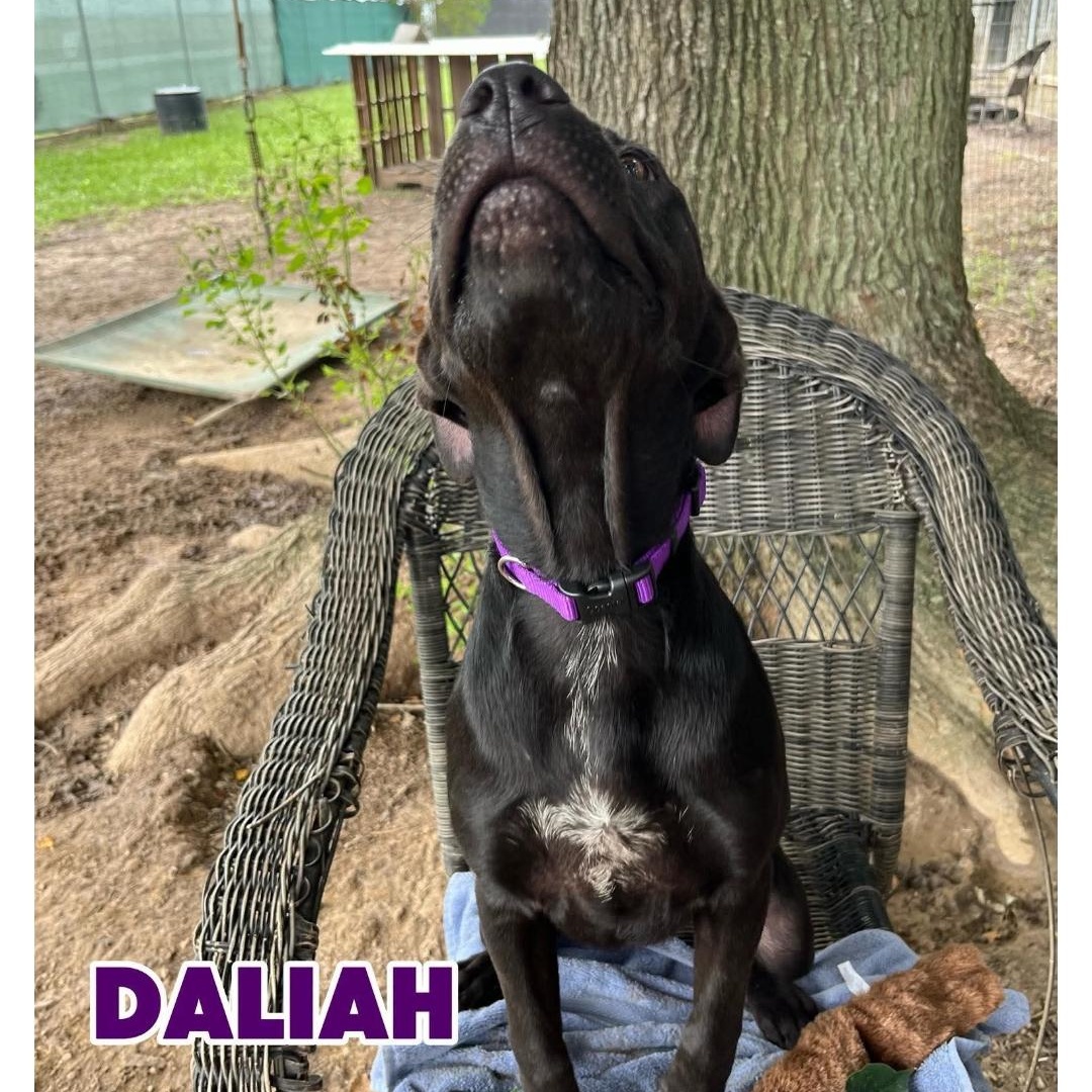 Enlarge DALHIA, a ADOPTABLE Labrador Retriever in Kaplan, LA image 4/4